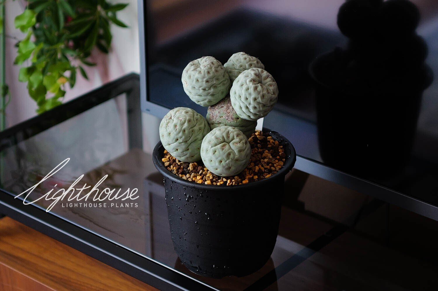 お待たせいたしました！テフロカクタス ゲオメトリクス 販売再開