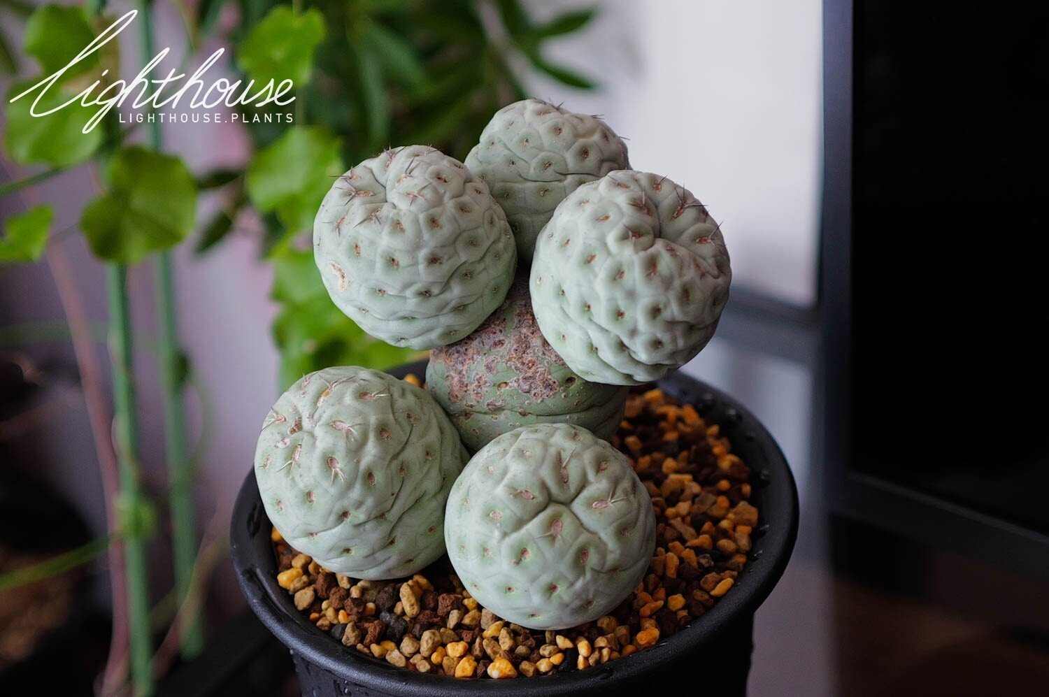 お待たせいたしました！テフロカクタス ゲオメトリクス 販売再開