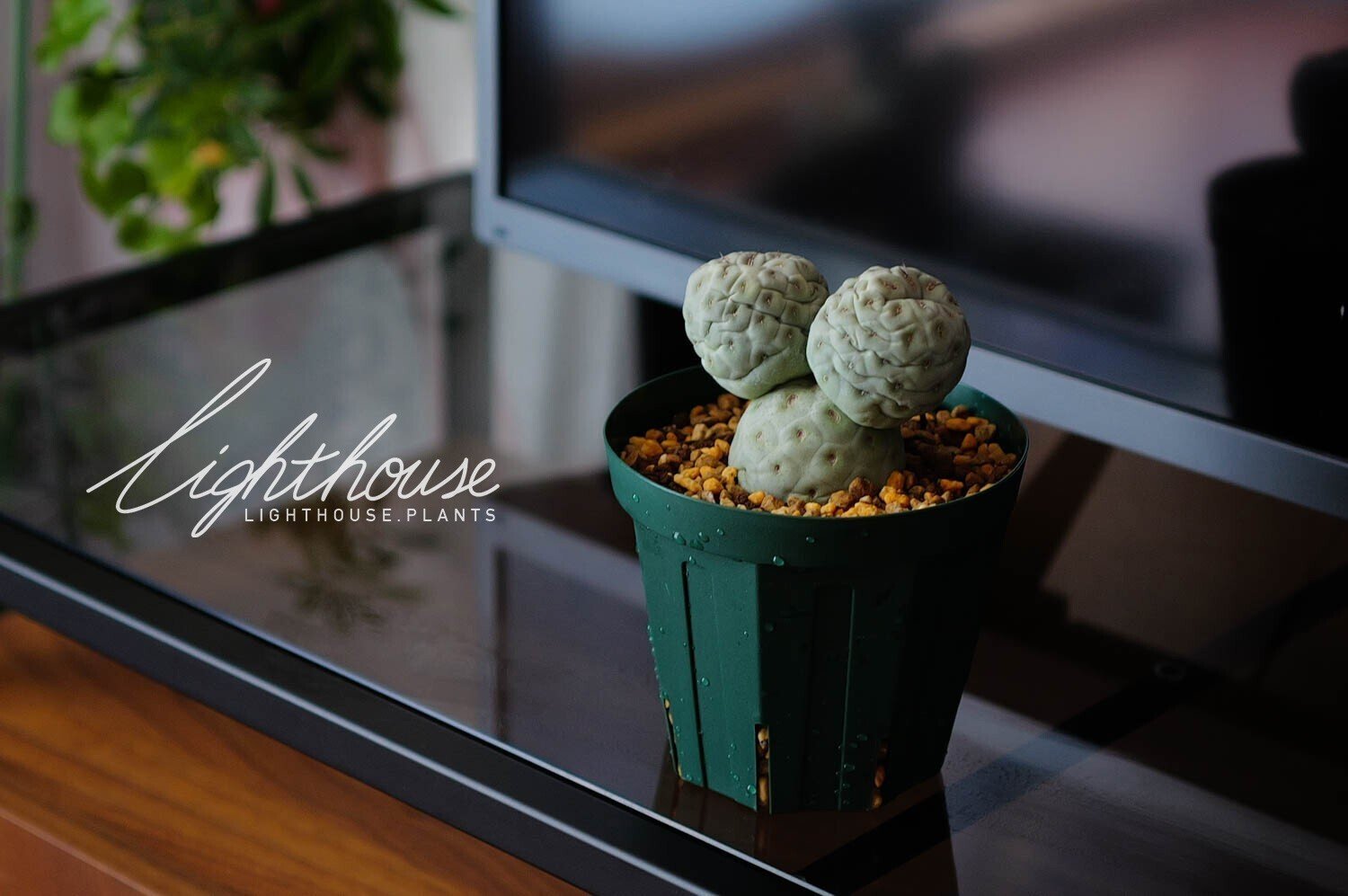 【BOTANIZE限定鉢付き】テフロカクタス・ゲオメトリクス　ミッキー 発根済み お待たせいたしました！テフロカクタス ゲオメトリクス 販売再開