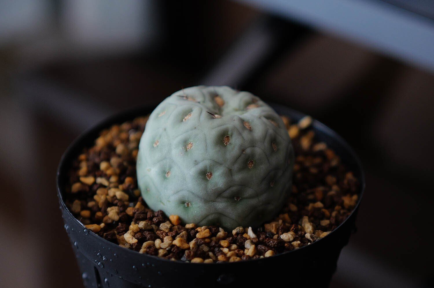 お待たせいたしました！テフロカクタス ゲオメトリクス 販売再開