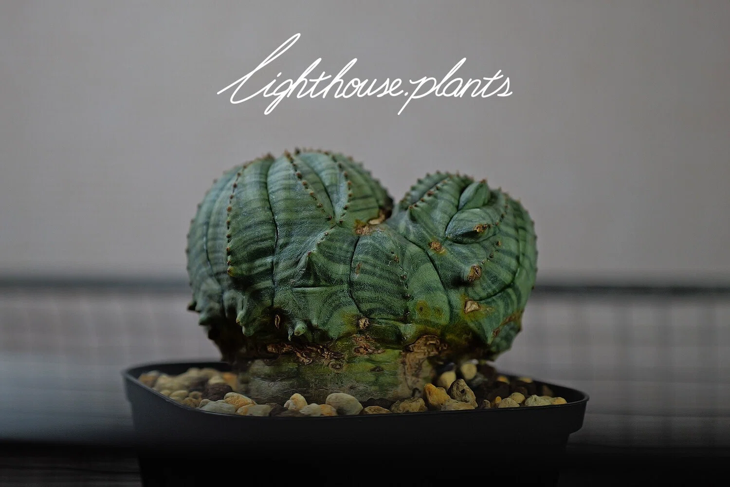 オベサなのにオベサしていないオベサ”が大好きすぎる！｜LIGHTHOUSE