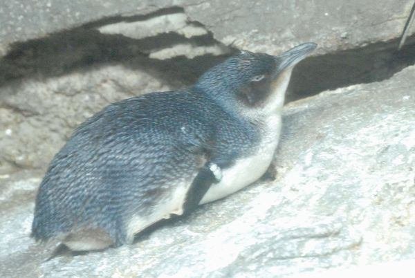 コガタペンギンの写真１