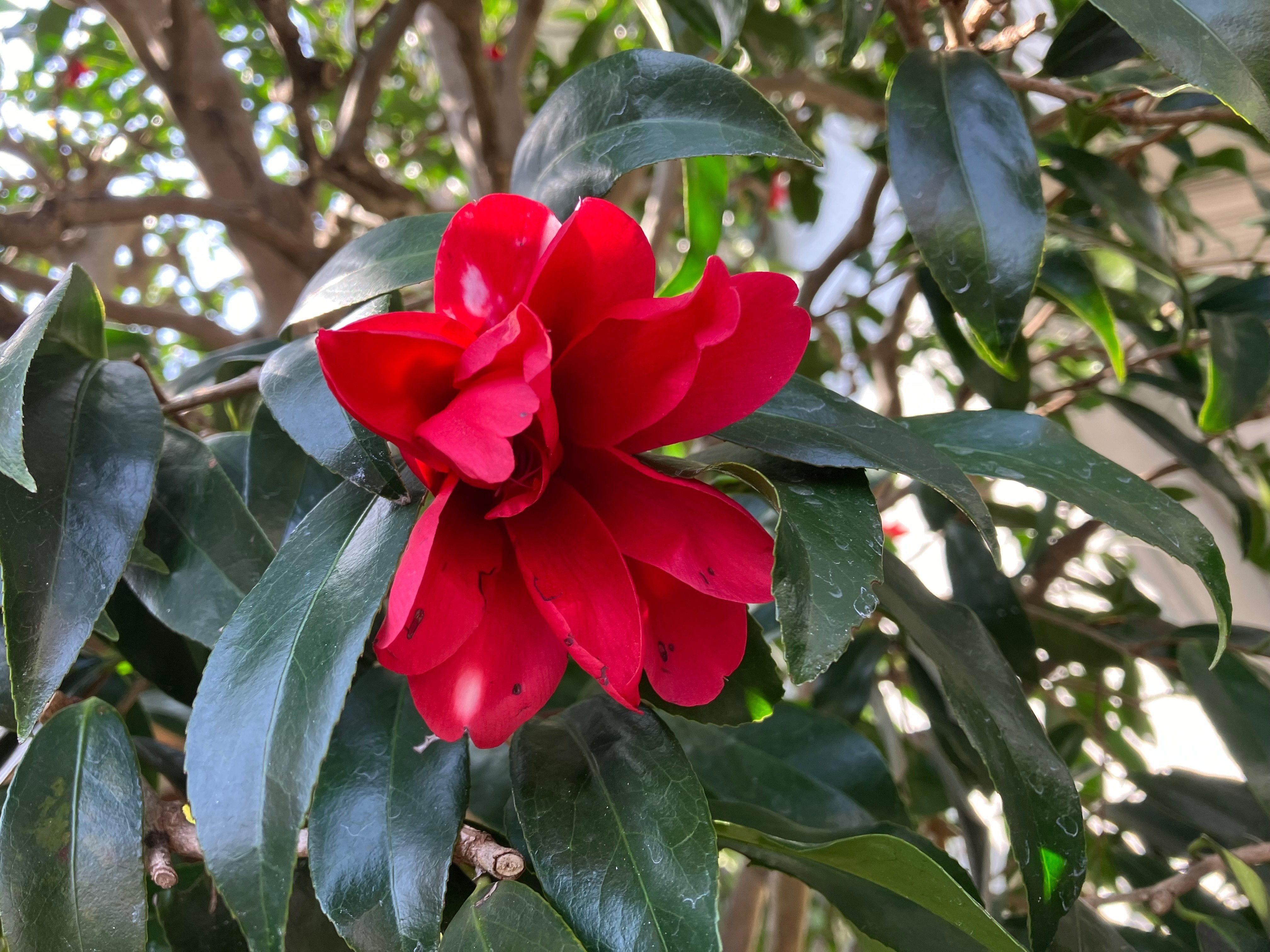 孔雀椿が咲き始めました🌺｜西野圭果♡