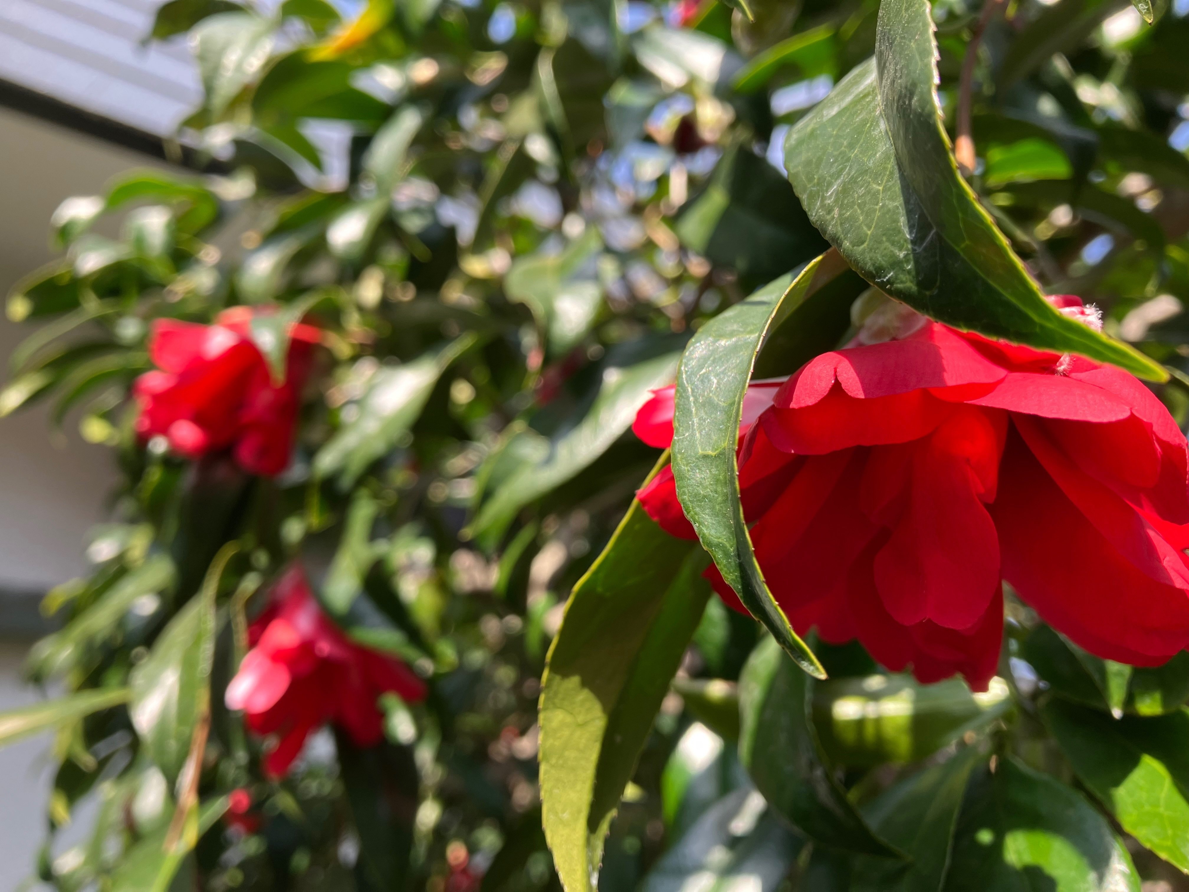 孔雀椿が咲き始めました🌺｜西野圭果♡