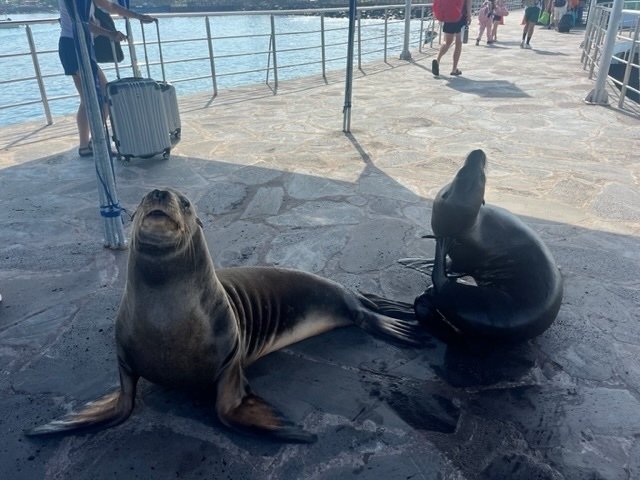 Day284 ガラパゴス サンクリストバル島 綺麗な海でアシカと