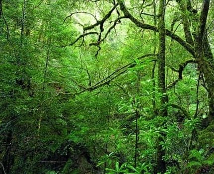 抽象的な自然風景写真 抽象画としての庭ー人間の目に見える「自然」は「自然」ではない