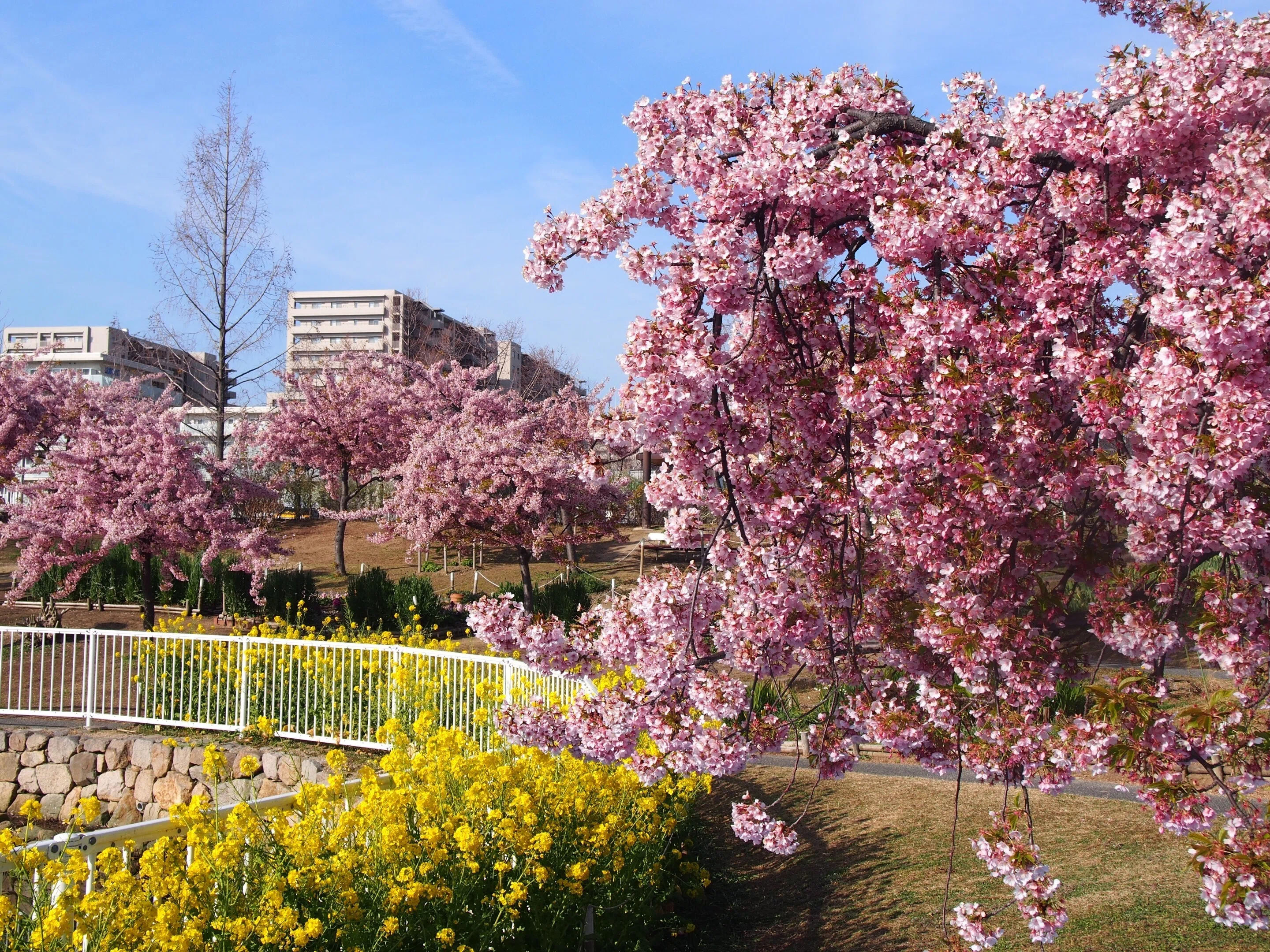 神戸市 西郷川河口公園2024年3月11日【河津桜】｜レタス