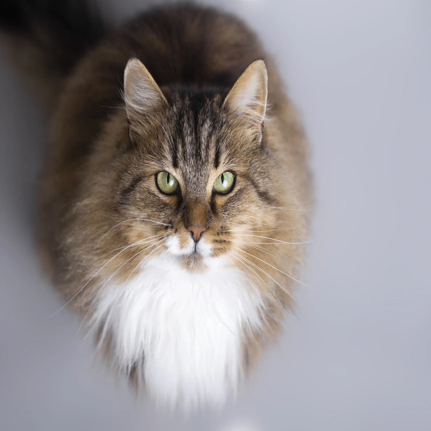 franchelippee キャット cat アニマル 動物 猫 人気 ロング franchelippee キャット cat アニマル 動物 猫 人気 ロング ③猫の歴史