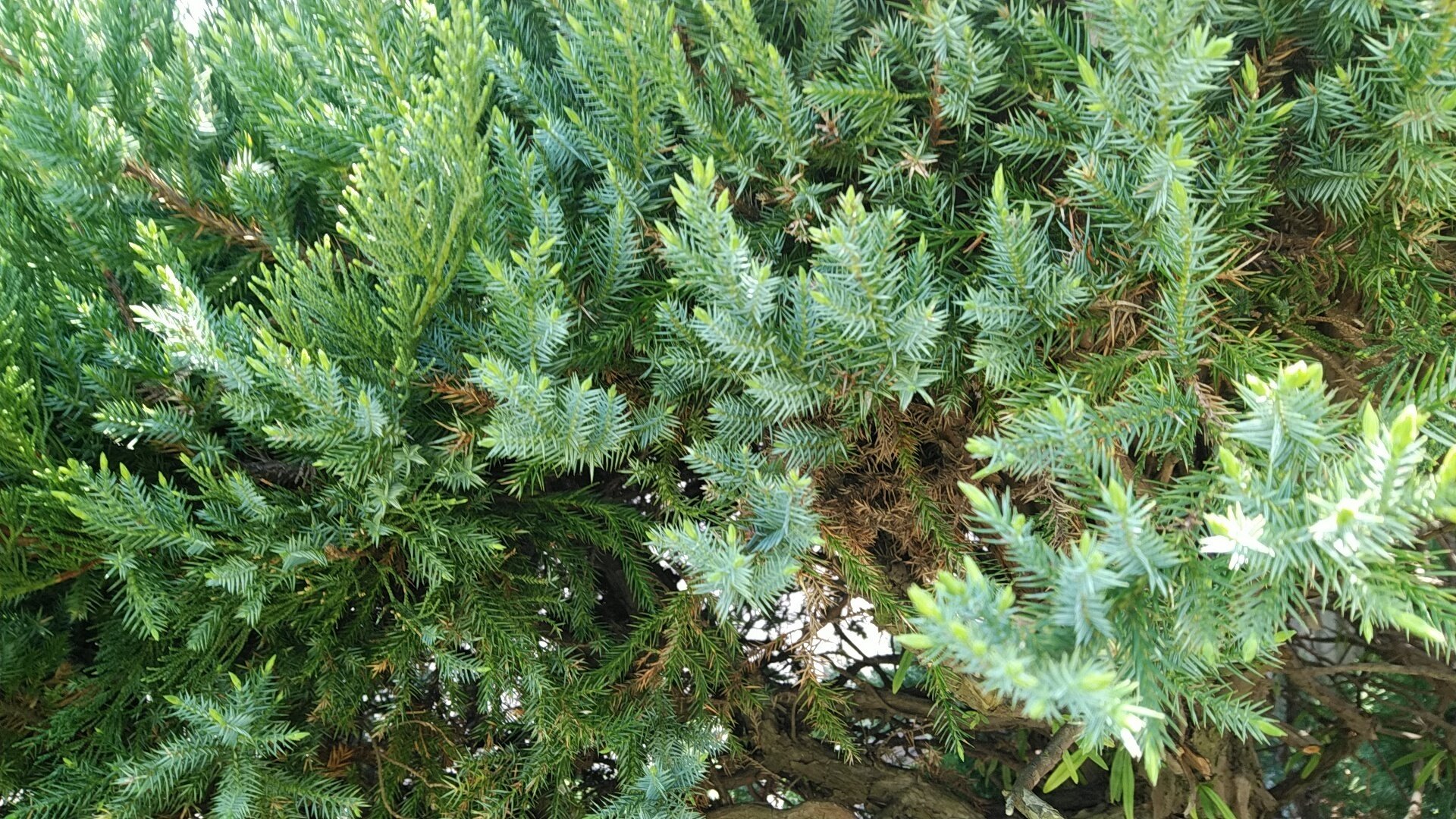 カイヅカイブキの先祖かえりに立ち向かう～素人ガーデナー・庭の