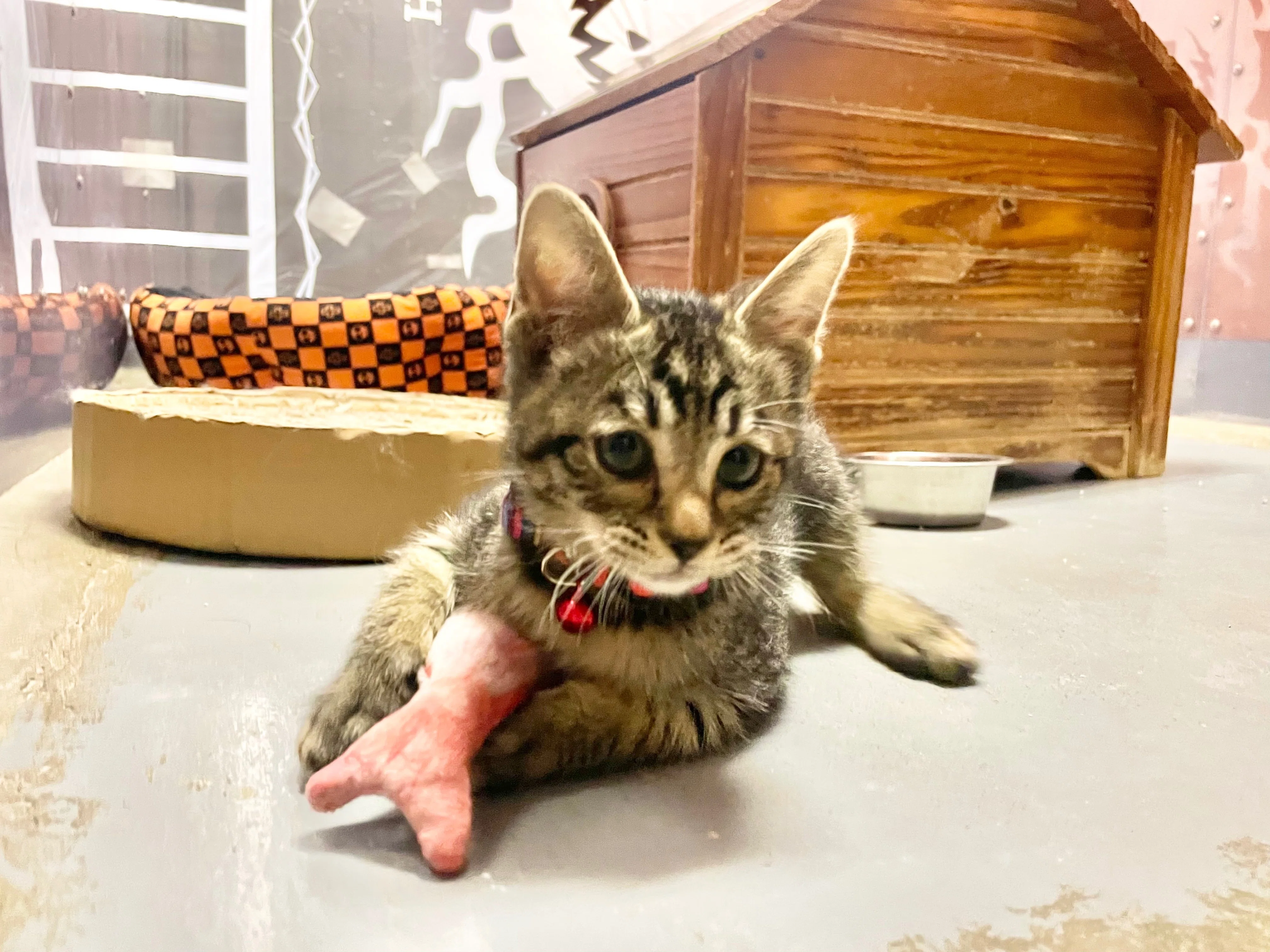 大きくなったネネ🐈｜那須どうぶつ王国公式note