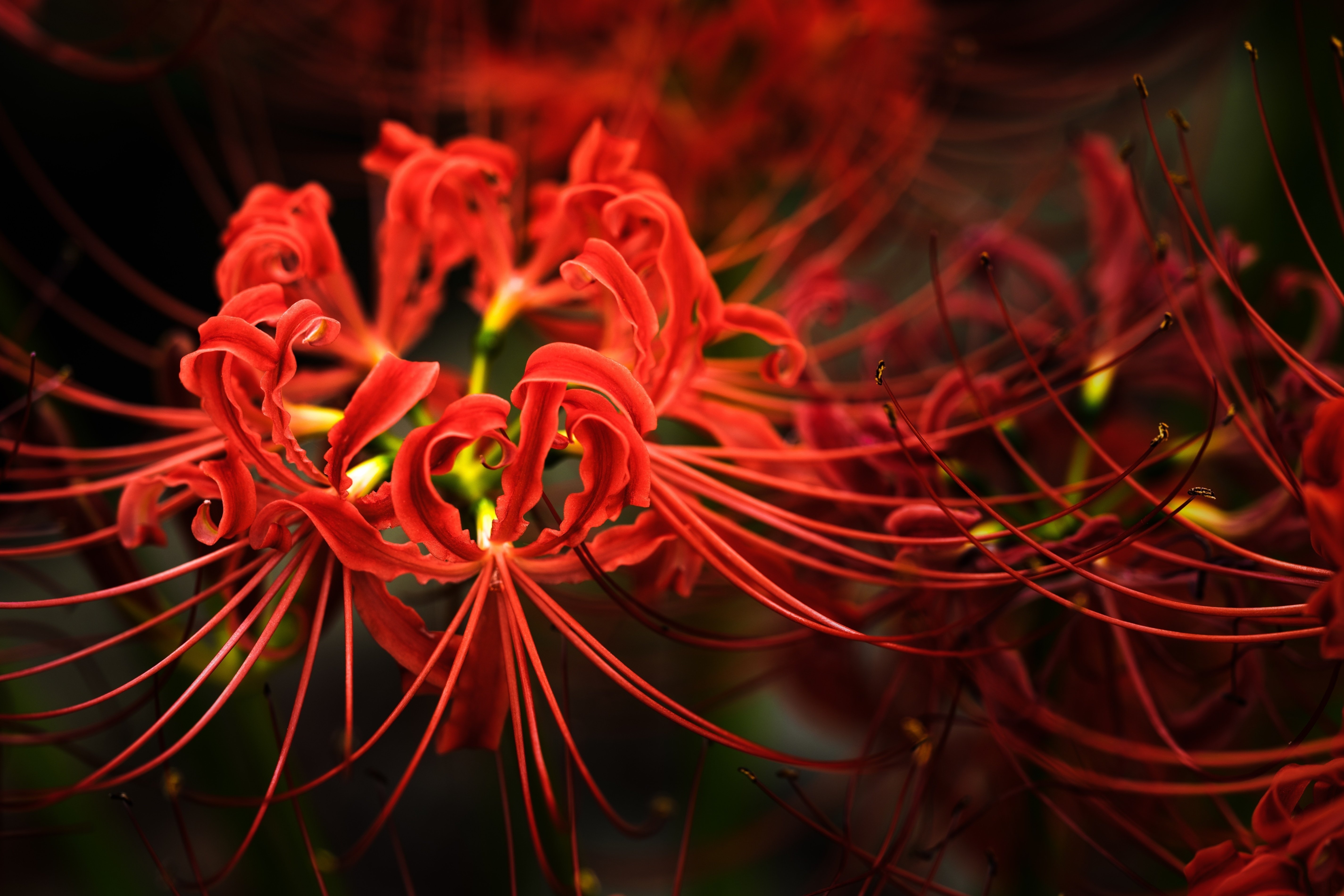 彼岸花 ヒガンバナ 変わり斑入り 4号陶器鉢つき 4株群生❗ ⑦