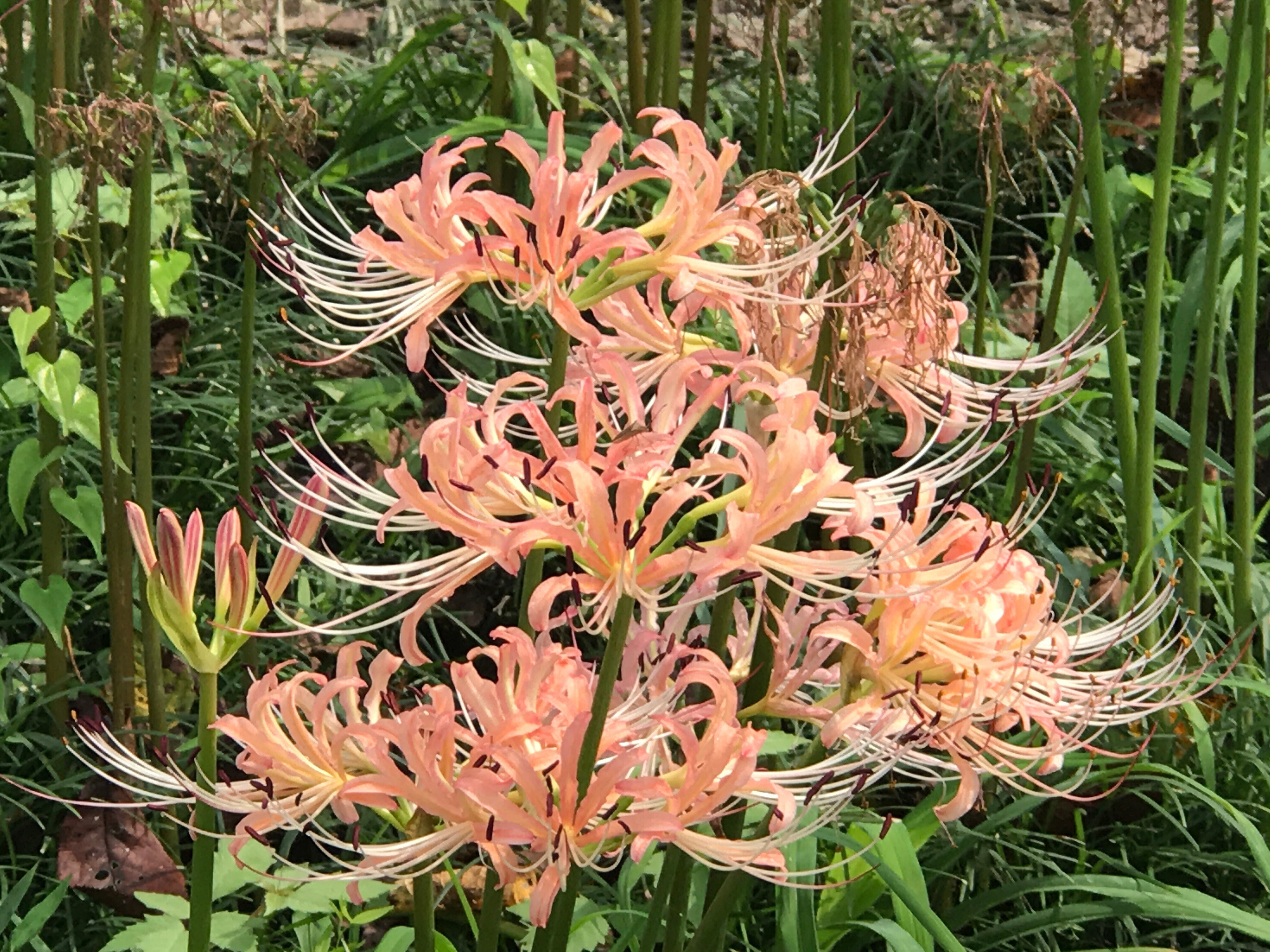 彼岸花と薊｜日本花卉文化株式会社