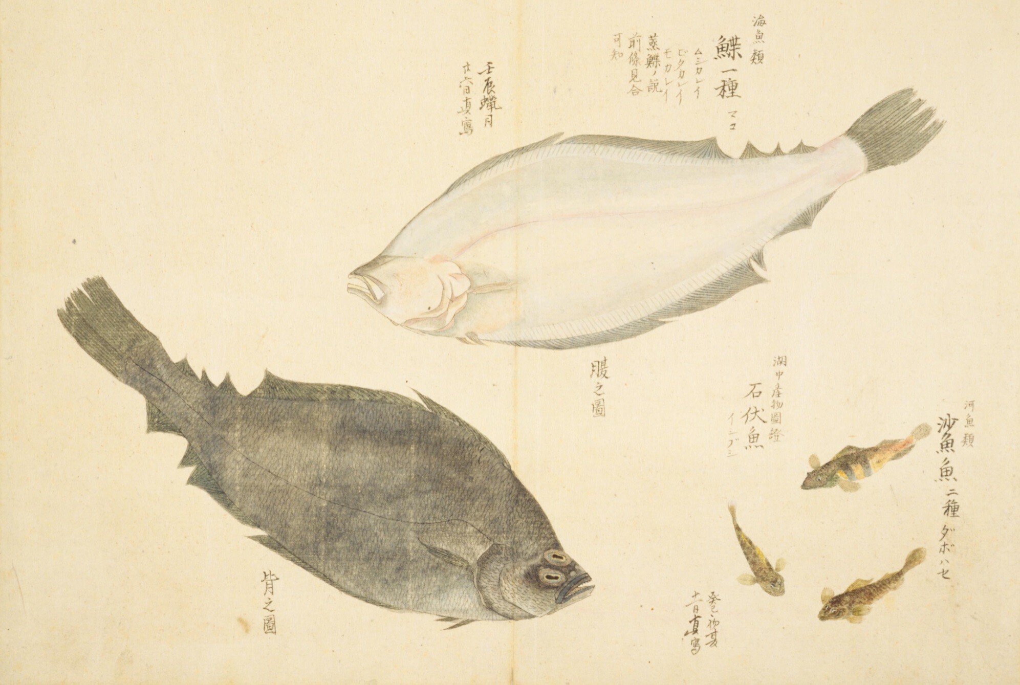 梅園魚品図正】(3) 鰈（かれい）／沙魚魚（だぼはぜ）／石伏魚（い