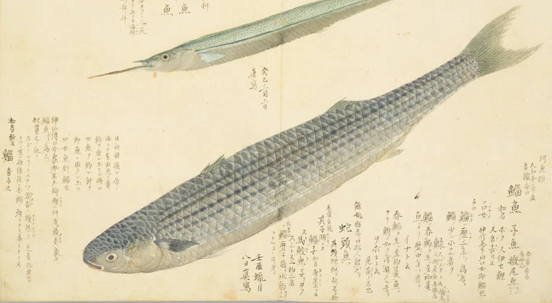 【梅園魚品図正】(7) 鯔魚（ぼら）／鱵魚（さより）｜mominaina