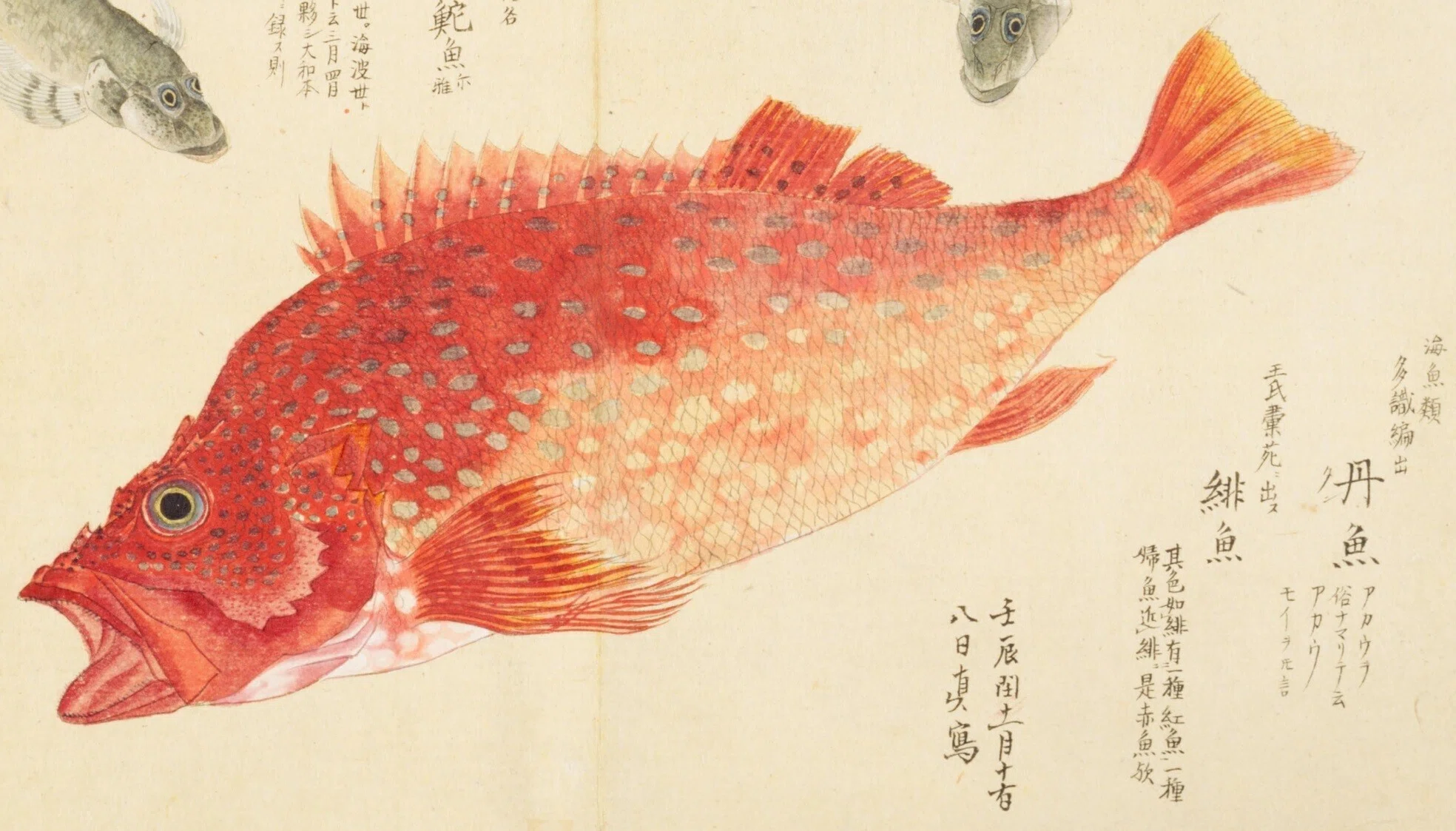 梅園魚品図正】(8) 蝦虎魚（はぜ）／丹魚（あかうを）｜mominaina