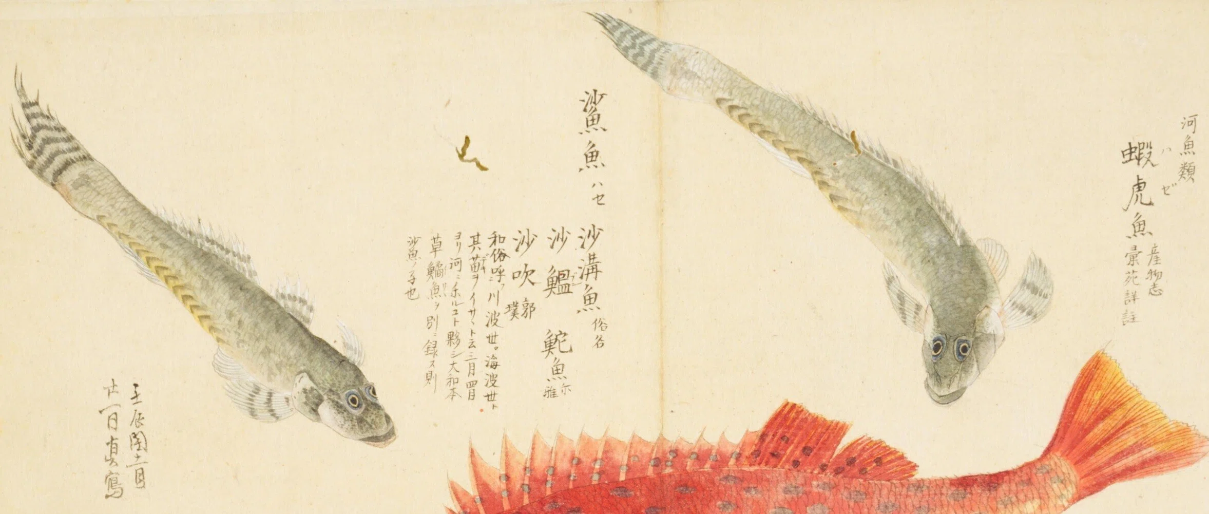 梅園魚品図正】(8) 蝦虎魚（はぜ）／丹魚（あかうを）｜mominaina