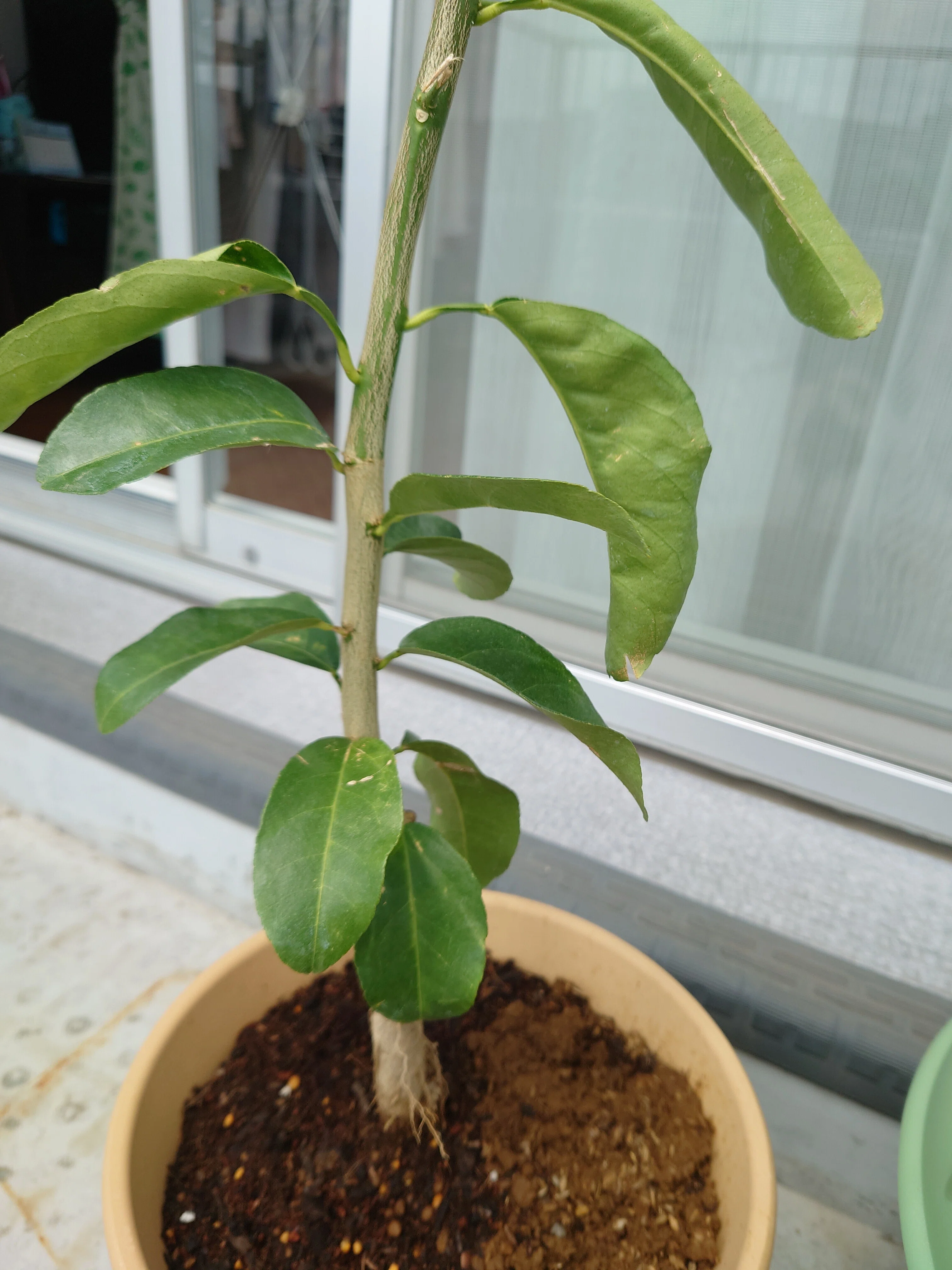 レモンの木、1年目。|苺華 レモンの木、1年目。|苺華