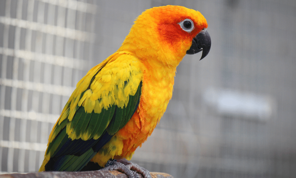 掛川花鳥園で鳥を見てきた話(後編) ～実写版ウイングスパン～｜ジョーイ