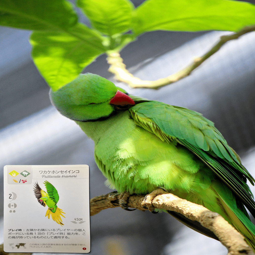 掛川花鳥園で鳥を見てきた話(後編) ～実写版ウイングスパン～｜ジョーイ