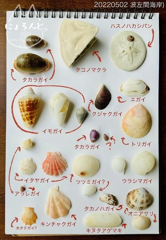 レア貝・フクロガイにタコノマクラ！房総半島・波佐間海岸で