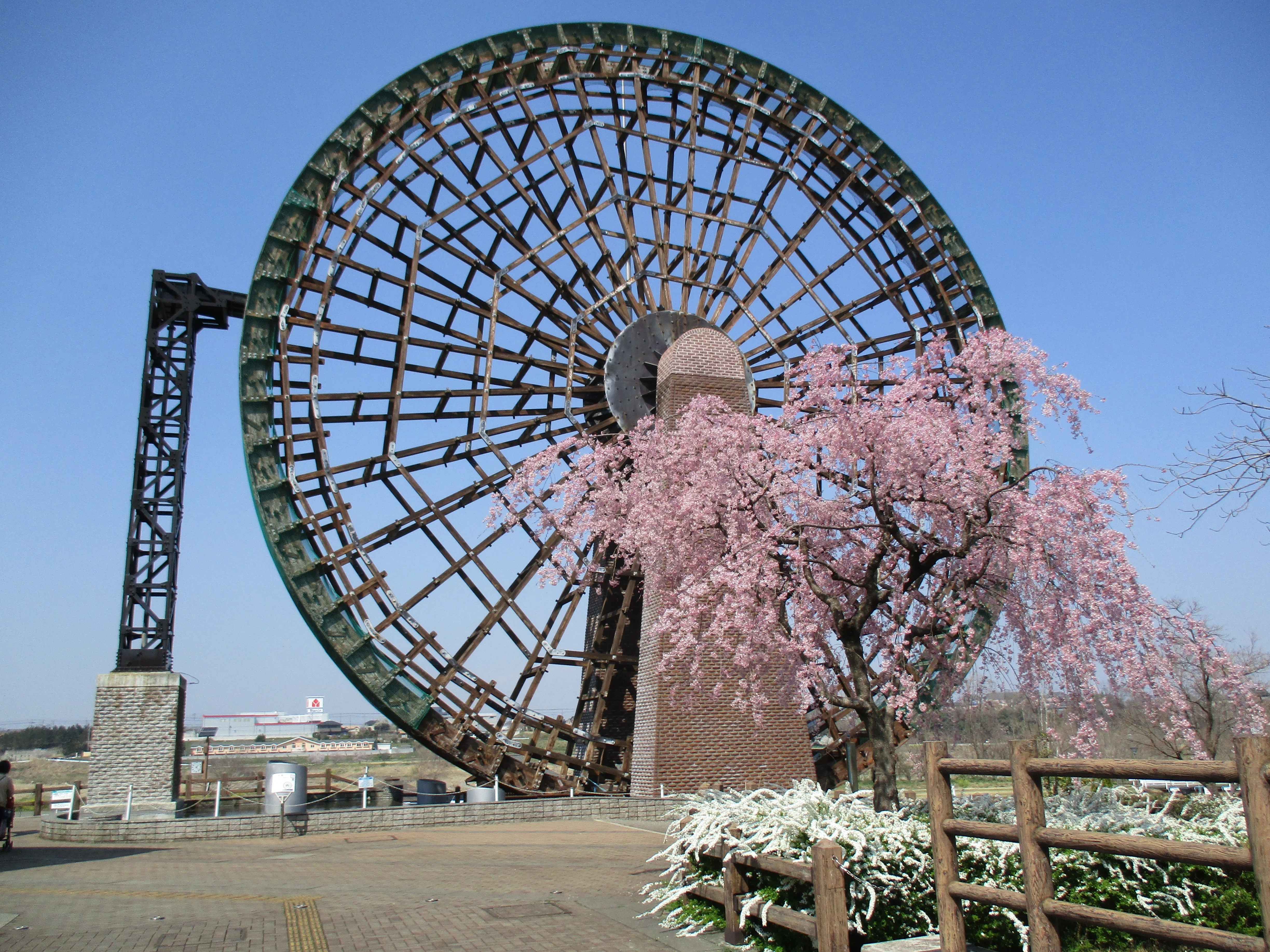 桜色に染まる町をめぐる～春を告げる桜たち～｜寄居まちづくりNOTE