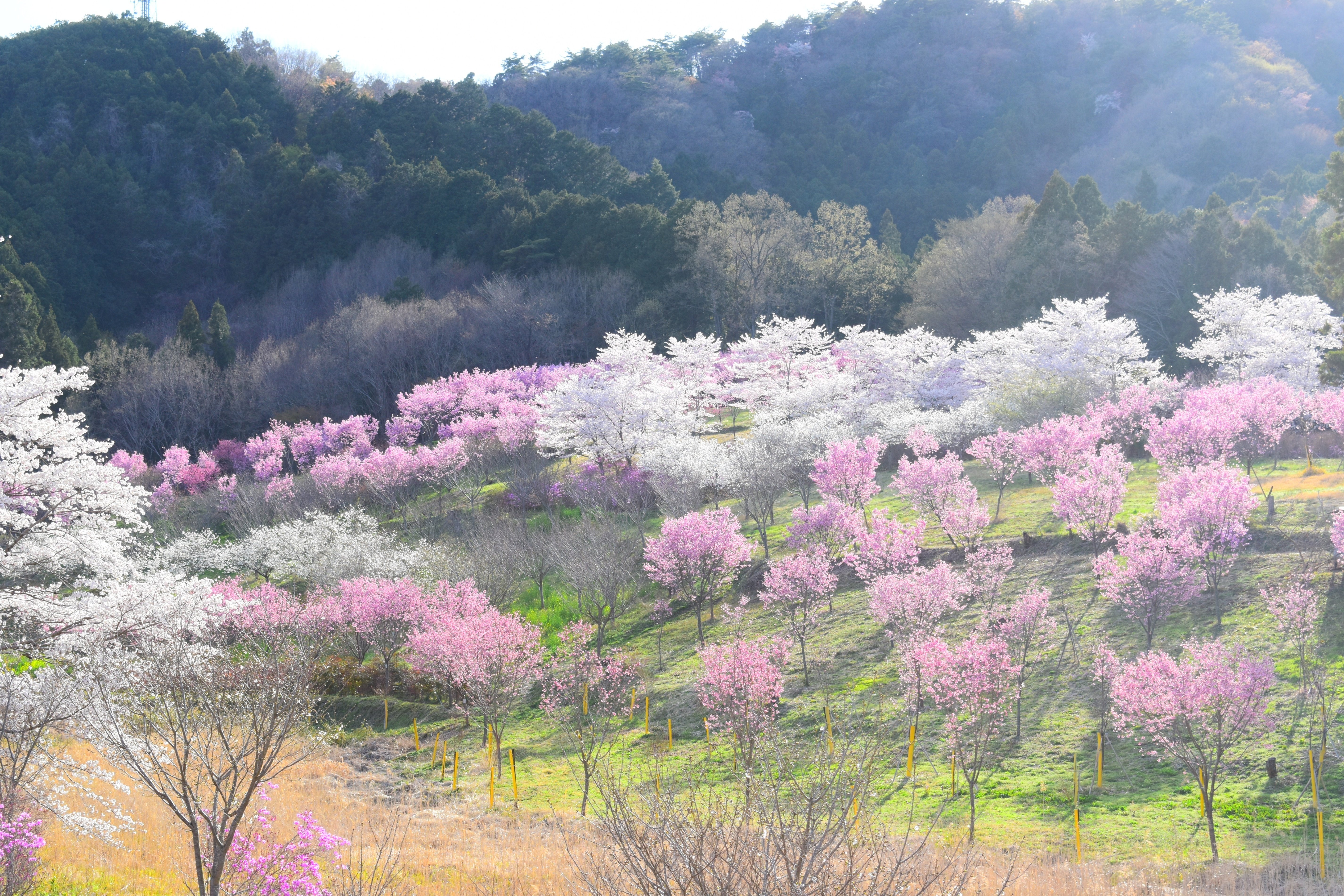 桜色に染まる町をめぐる～春を告げる桜たち～｜寄居まちづくりNOTE