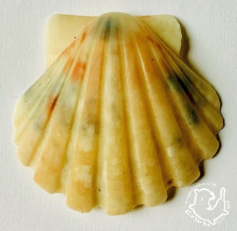 セイタカハイガイにナミマガシワ陶片シーグラス！大貫中央海水浴場で