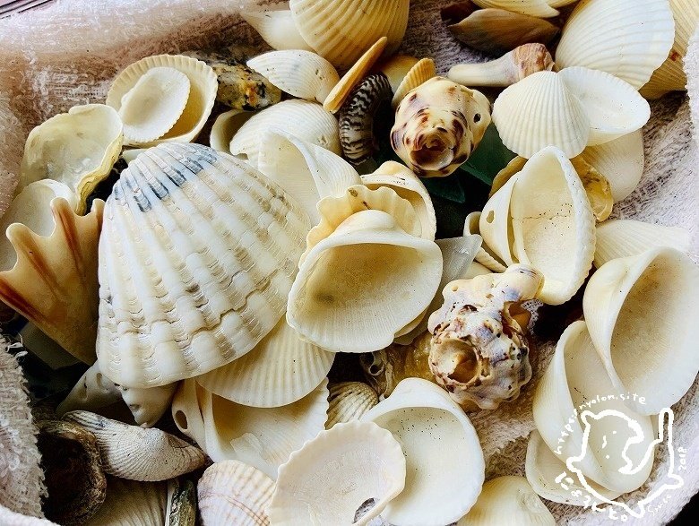 セイタカハイガイにナミマガシワ陶片シーグラス！大貫中央海水浴場で