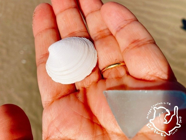 セイタカハイガイにナミマガシワ陶片シーグラス！大貫中央海水浴場で