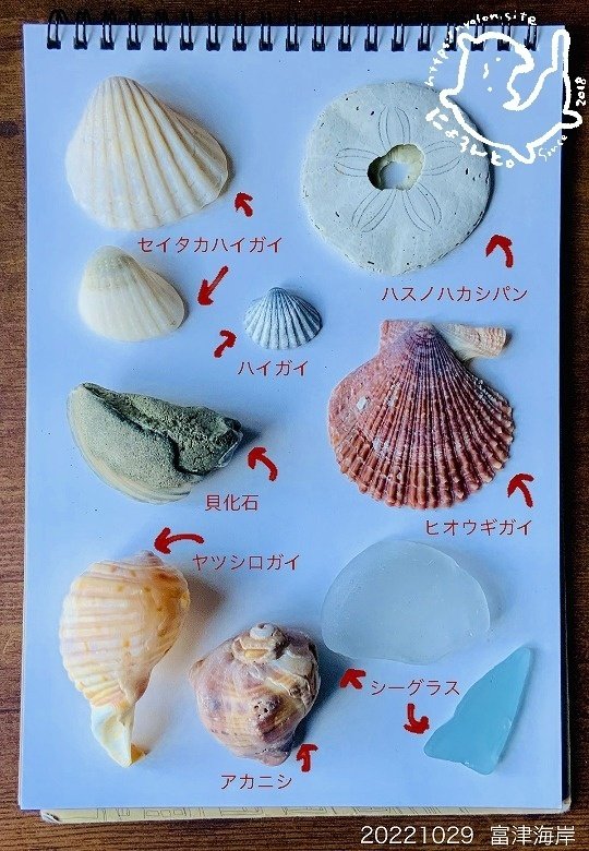 貝化石とセイタカハイガイとハスノハカシパン！富津海岸で