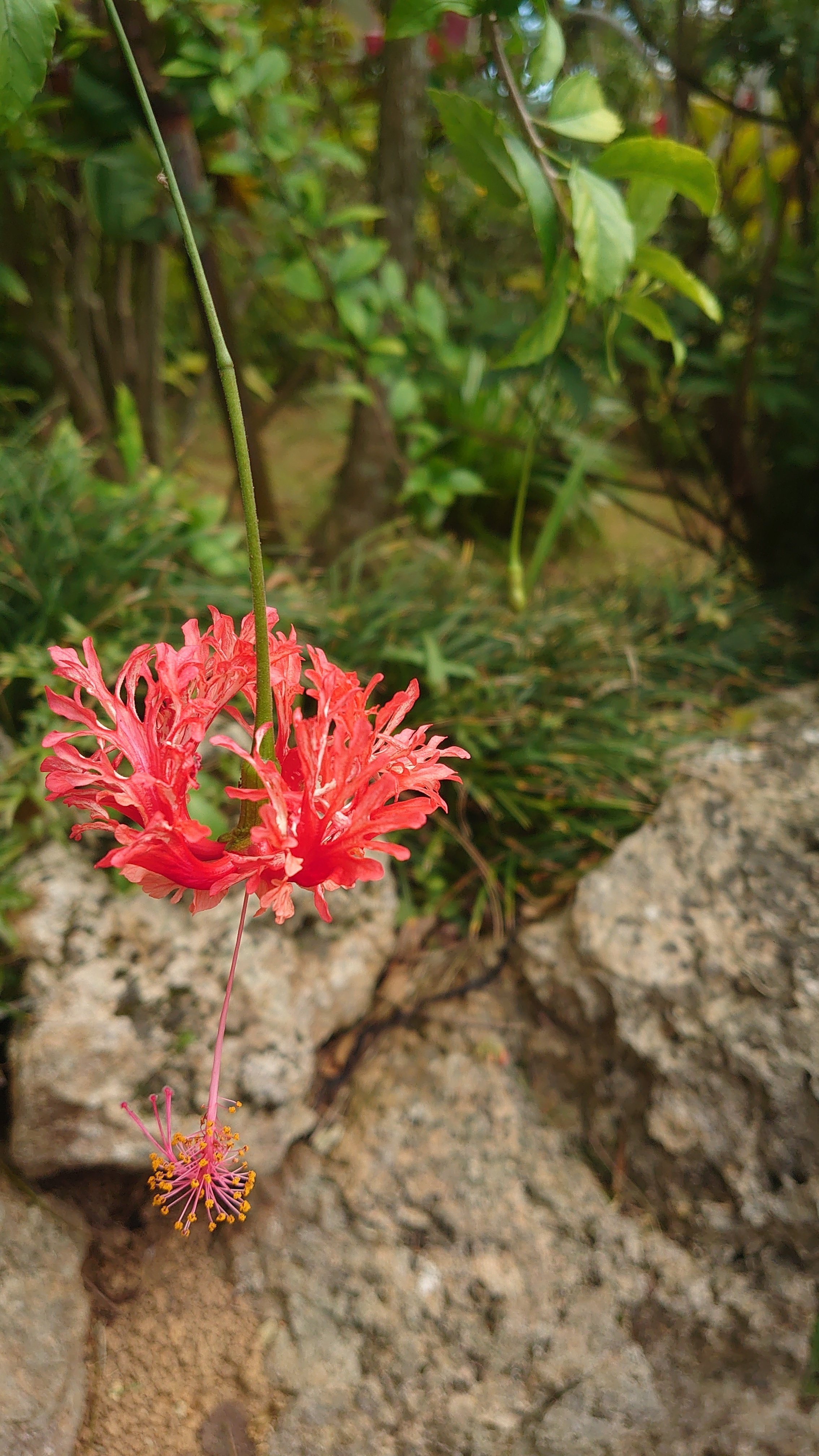 沖縄植物野外活用図鑑 全6巻セット 【沖縄・琉球・自然・植物