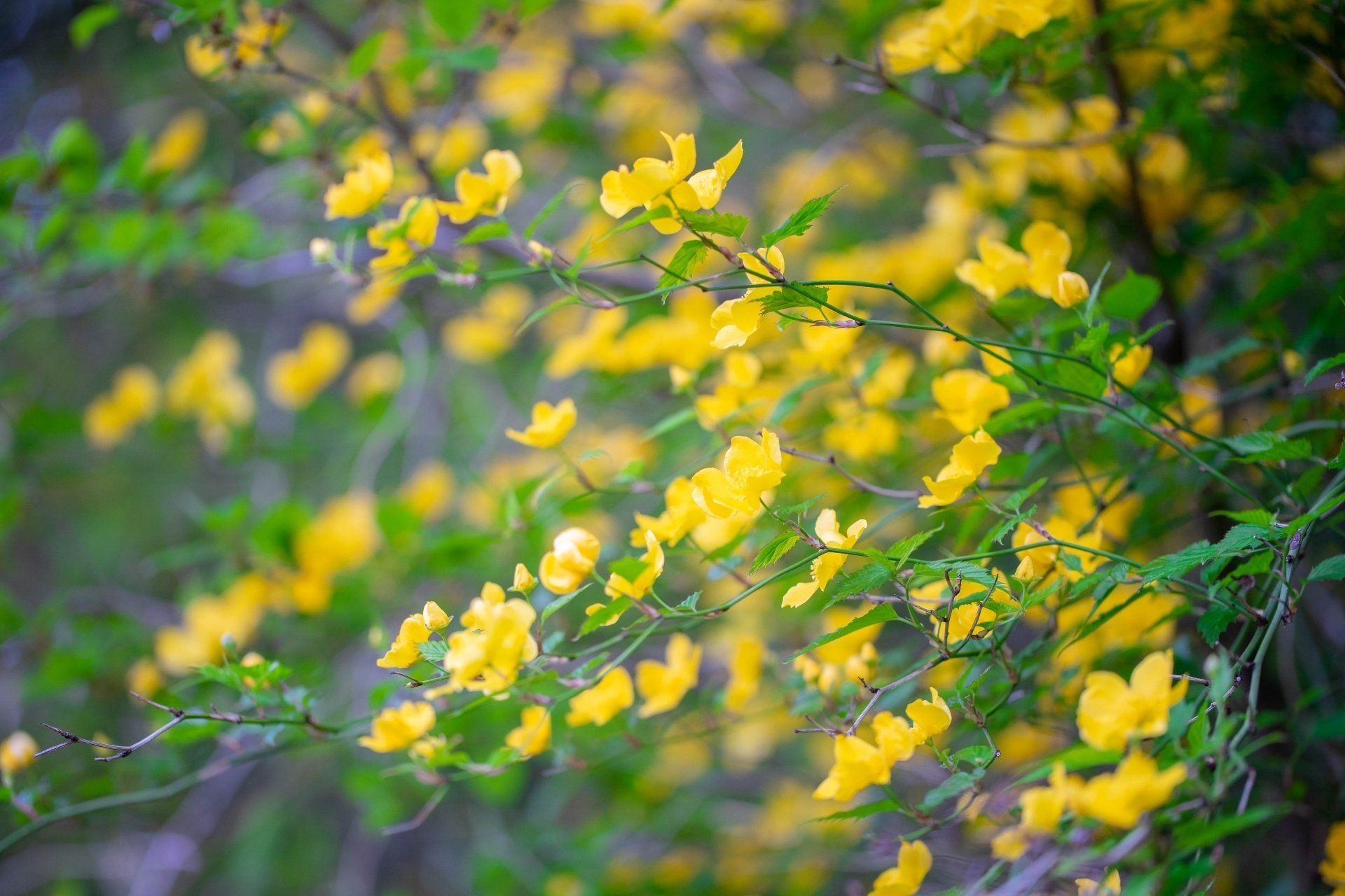 40年山吹の株　フラワーパークや庭のアクセントに 40年山吹の株 フラワーパークや庭のアクセントに