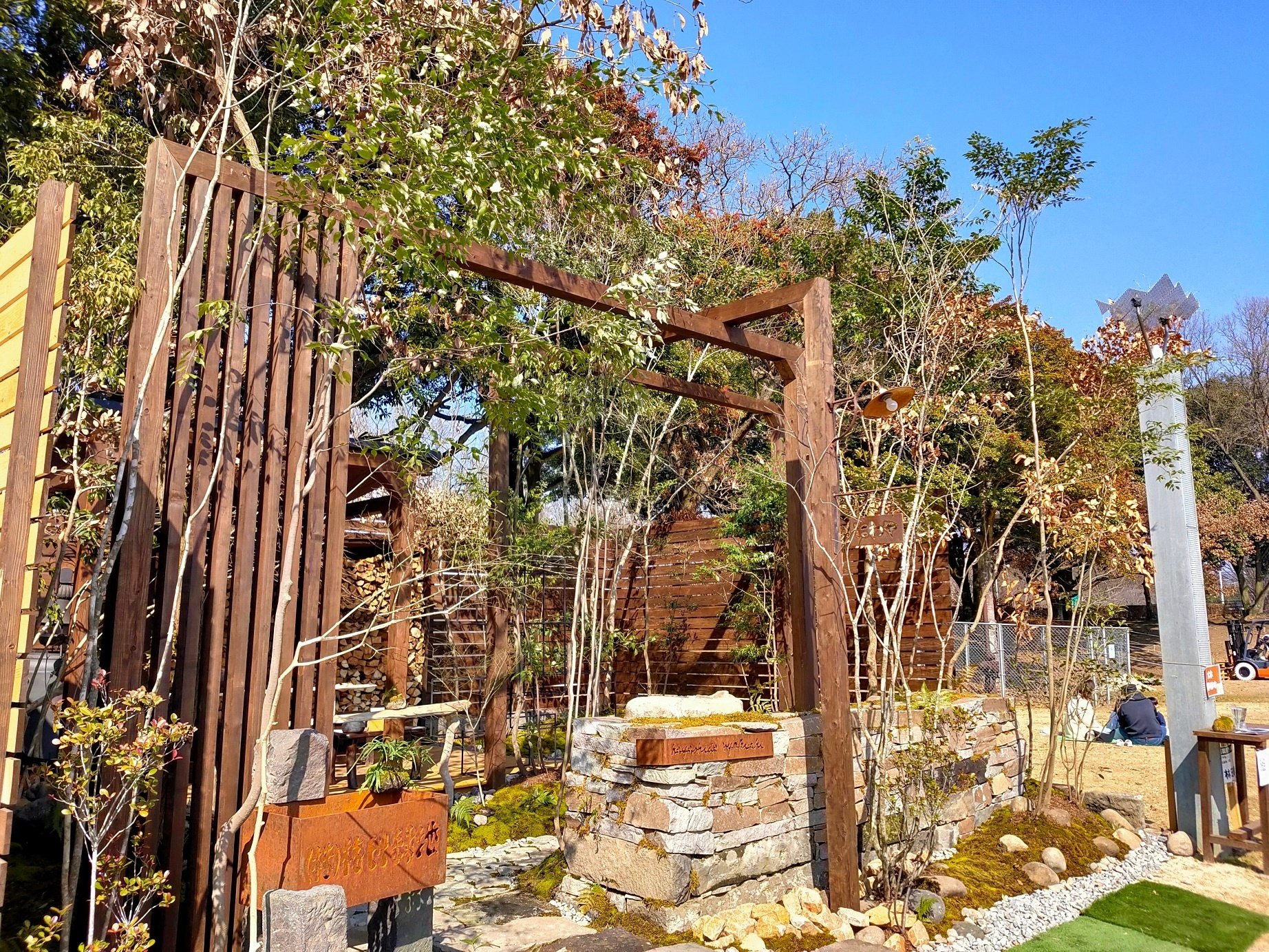 破格のアオダモを手に入れたはなし｜MORI_YOSHI@雑木の庭