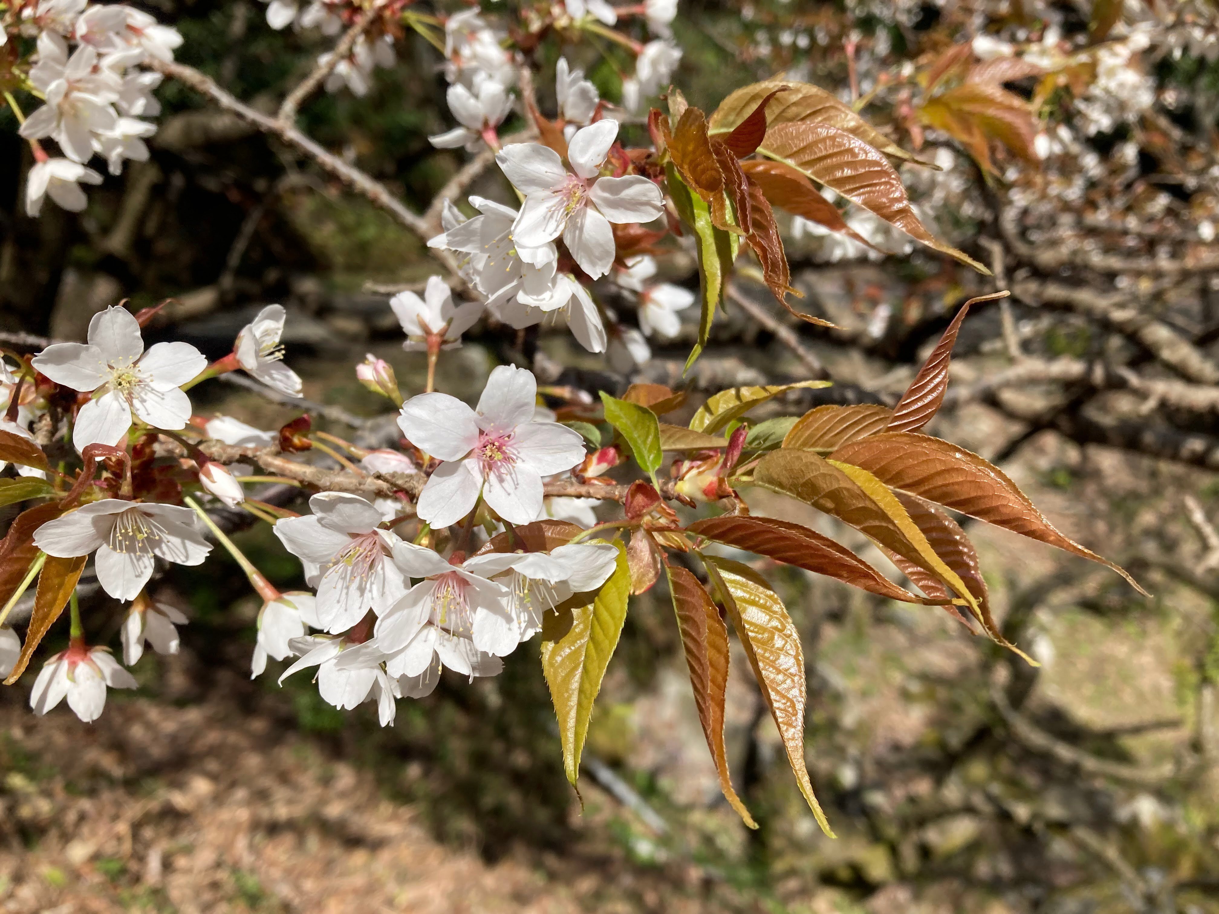 今見ている桜は、なにザクラ？？｜あぶらやま植物ブログ④｜ABURAYAMA