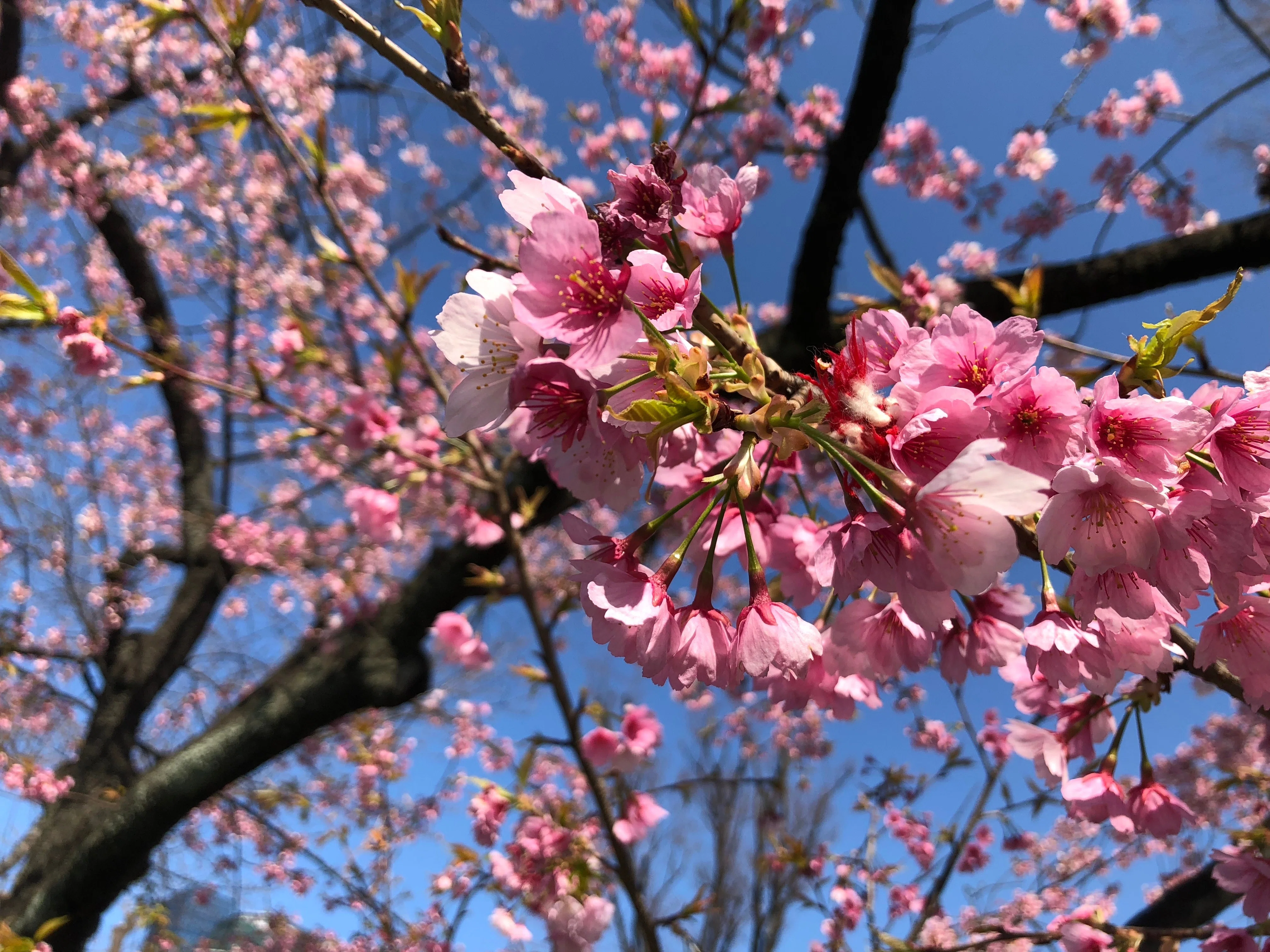 今見ている桜は、なにザクラ？？｜あぶらやま植物ブログ④｜ABURAYAMA