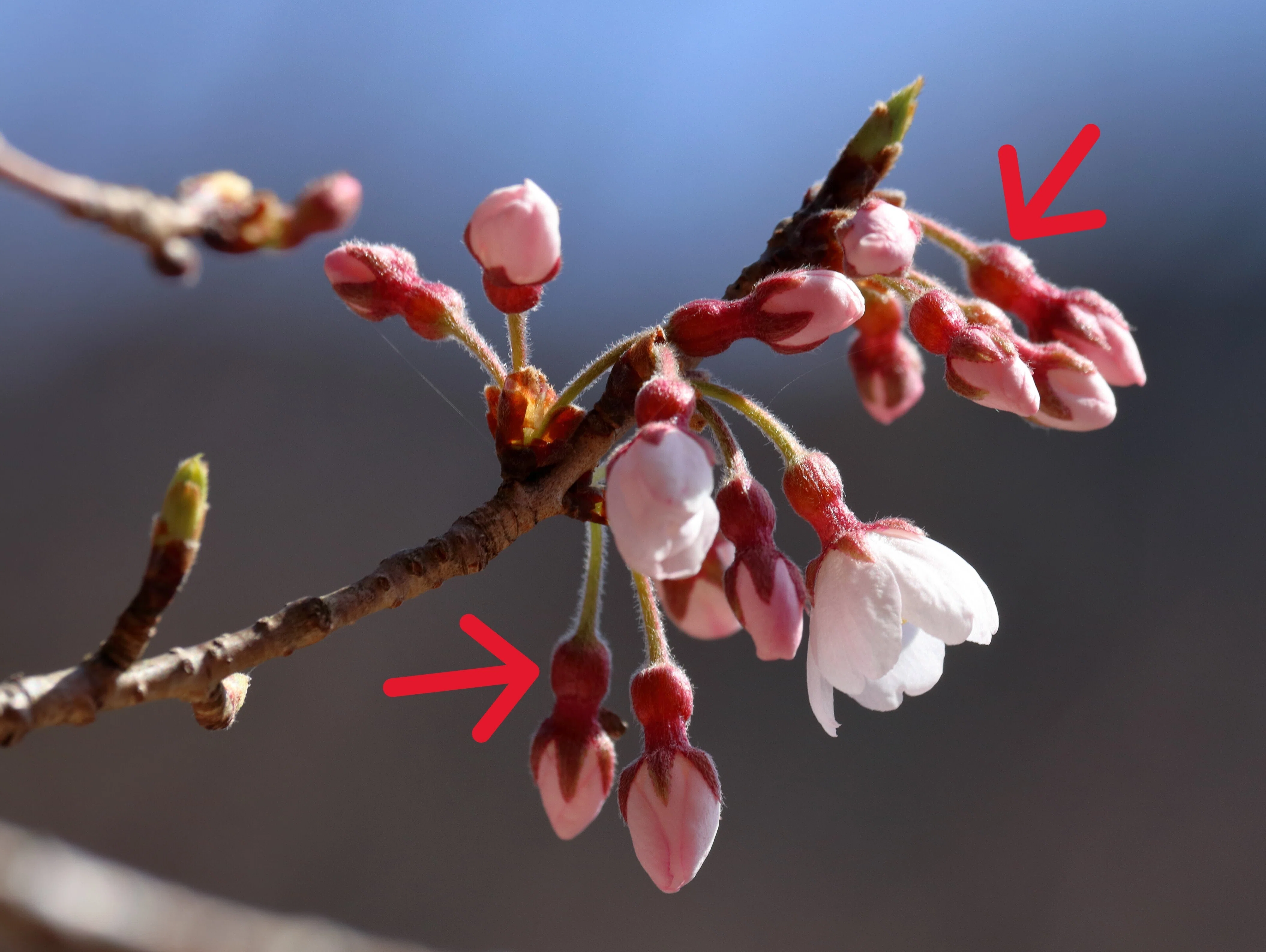 今見ている桜は、なにザクラ？？｜あぶらやま植物ブログ④｜ABURAYAMA