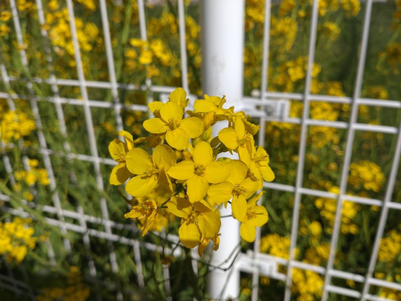 公園からの帰り道、普段とは違うルートを通ってみたら、菜の花が咲き乱れるゾーンを発見✨