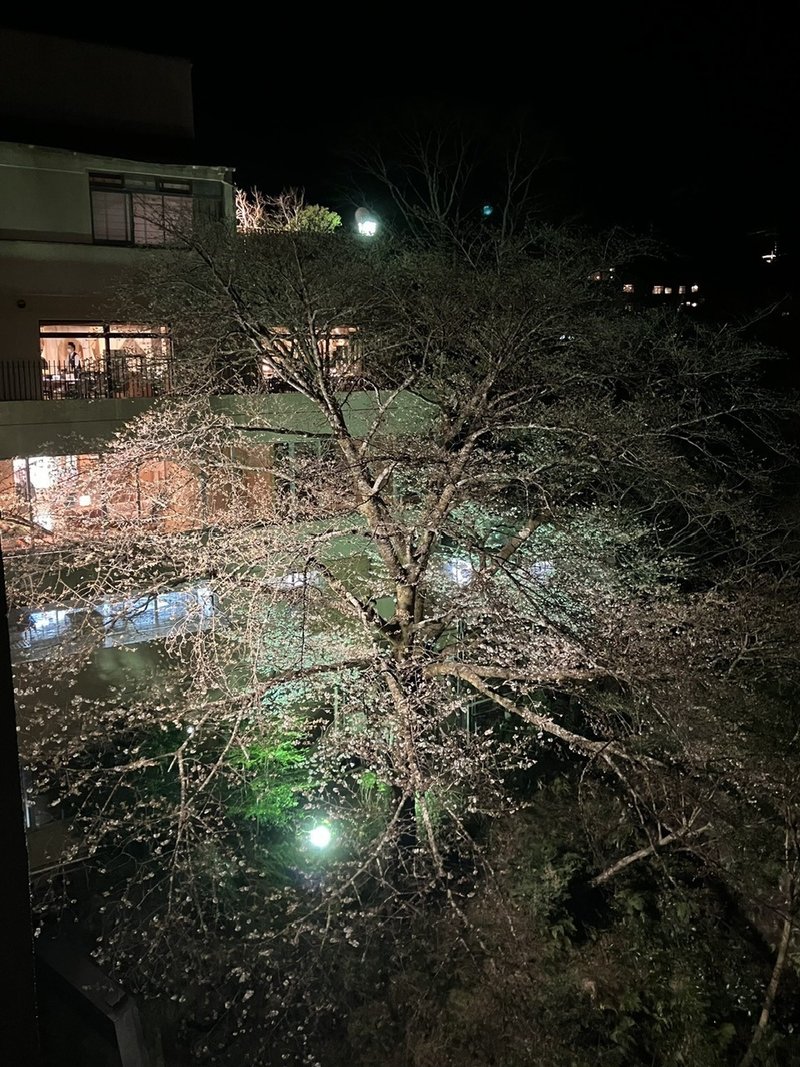 ホテルおくゆもとの桜