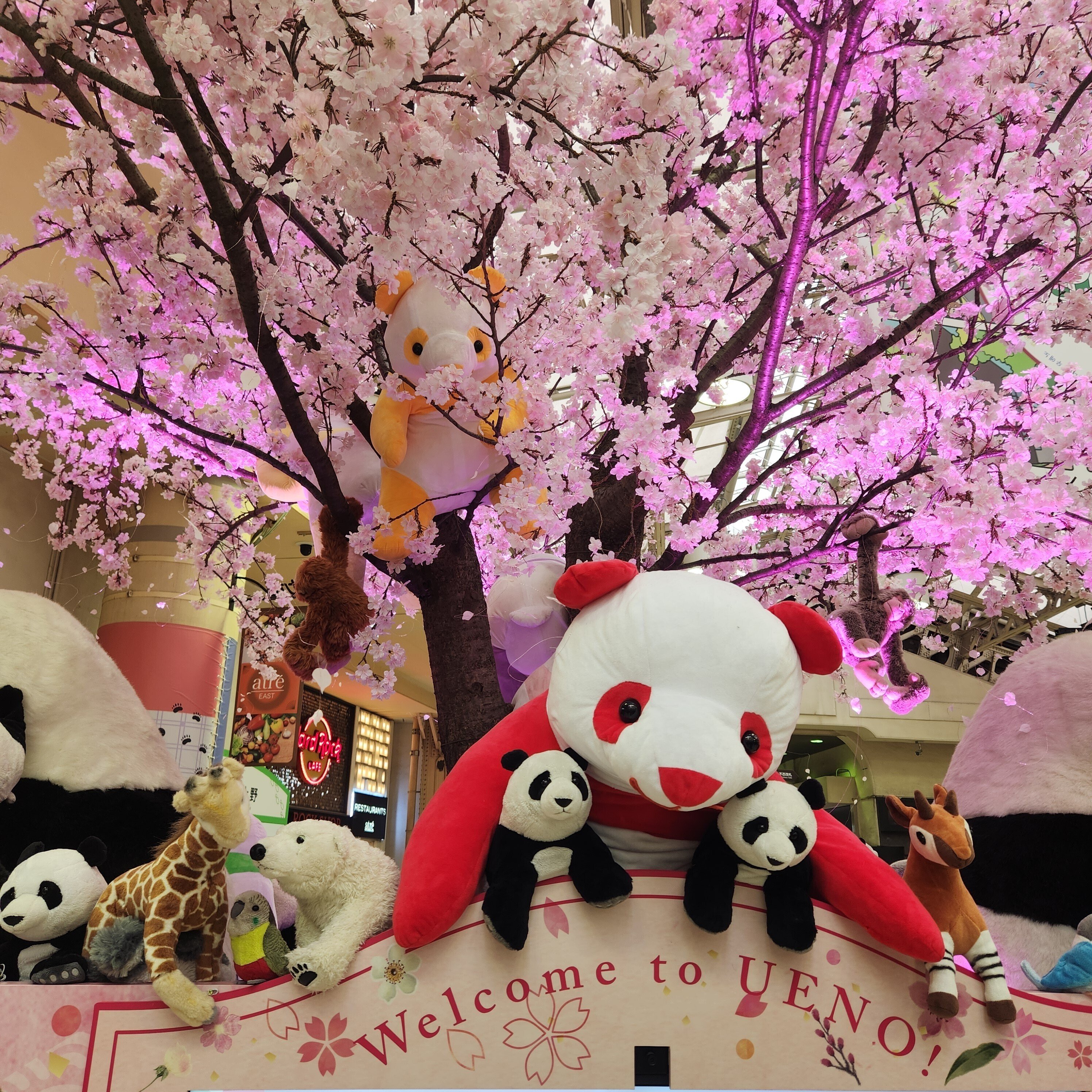 2024年3月21日(木)☆上野駅に桜とパンダが咲きみだれ🌸🐼🌸｜な