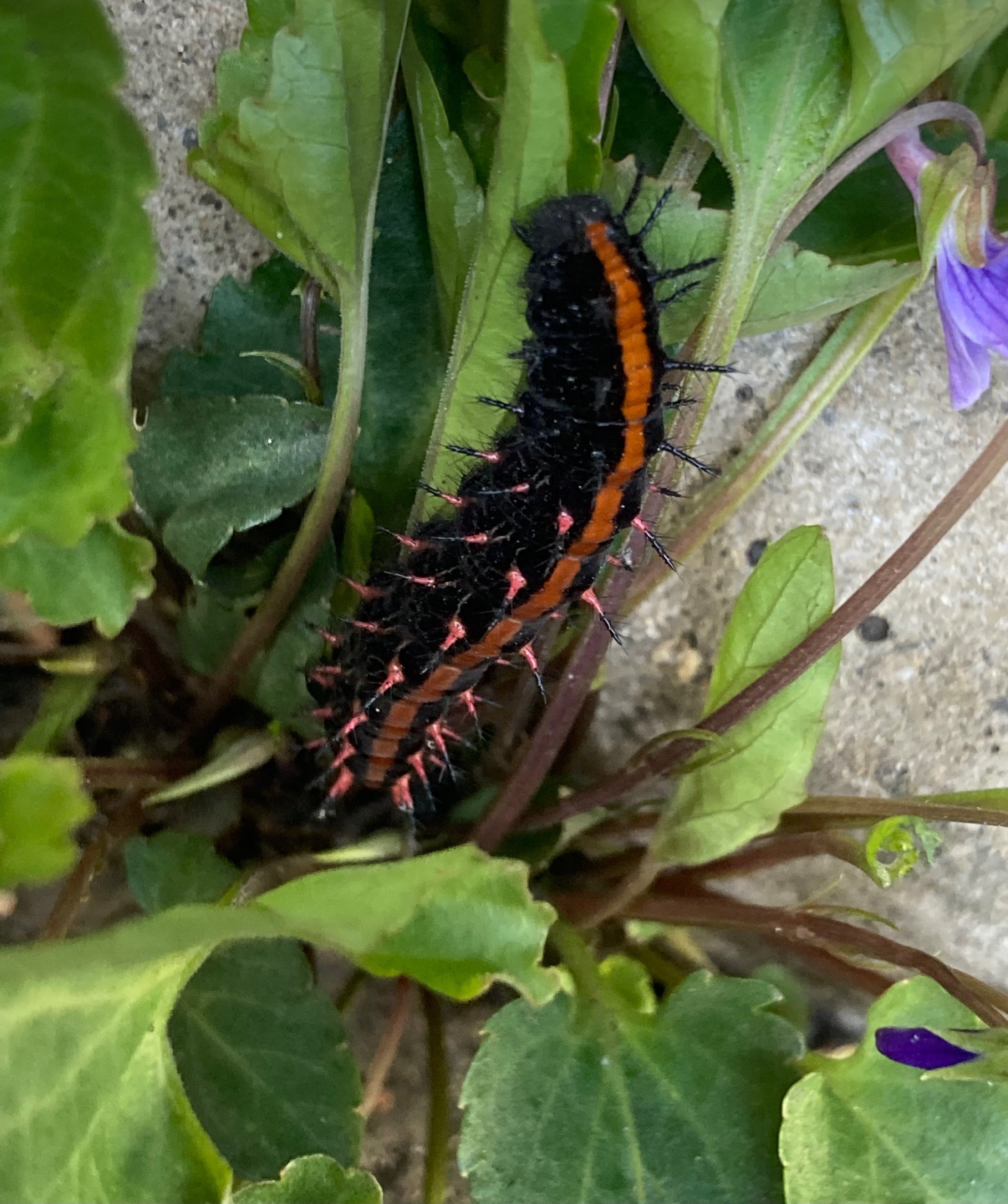 昆虫みっけ！】ツマグロヒョウモン(幼虫)｜深見萩緒