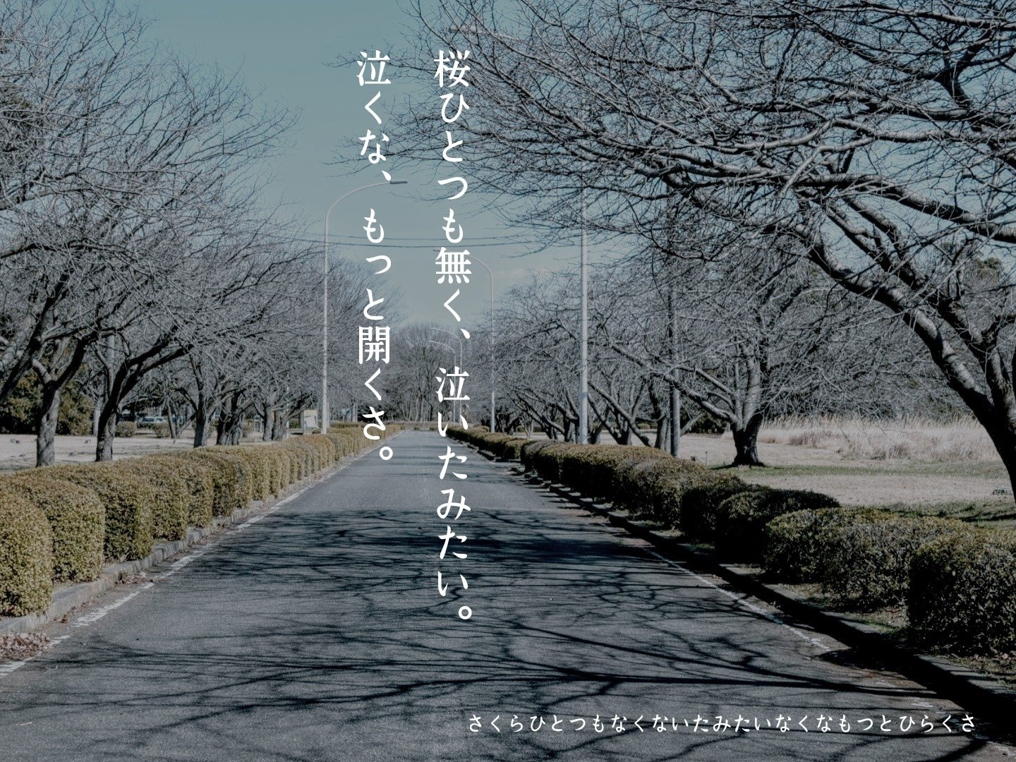 桜の回文 『さくら、ひらくさ。』｜コジヤジコ
