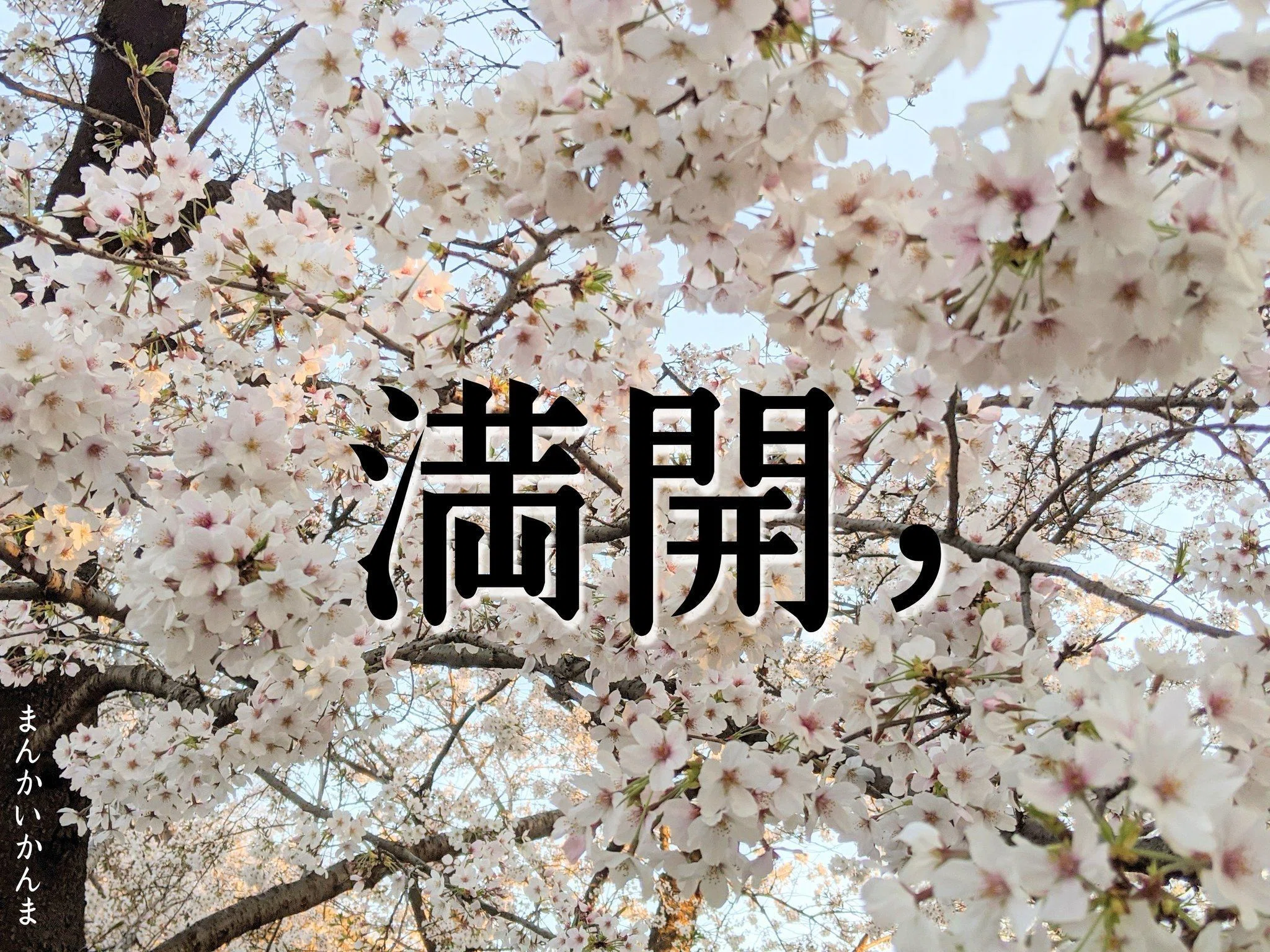 桜の回文 『さくら、ひらくさ。』｜コジヤジコ