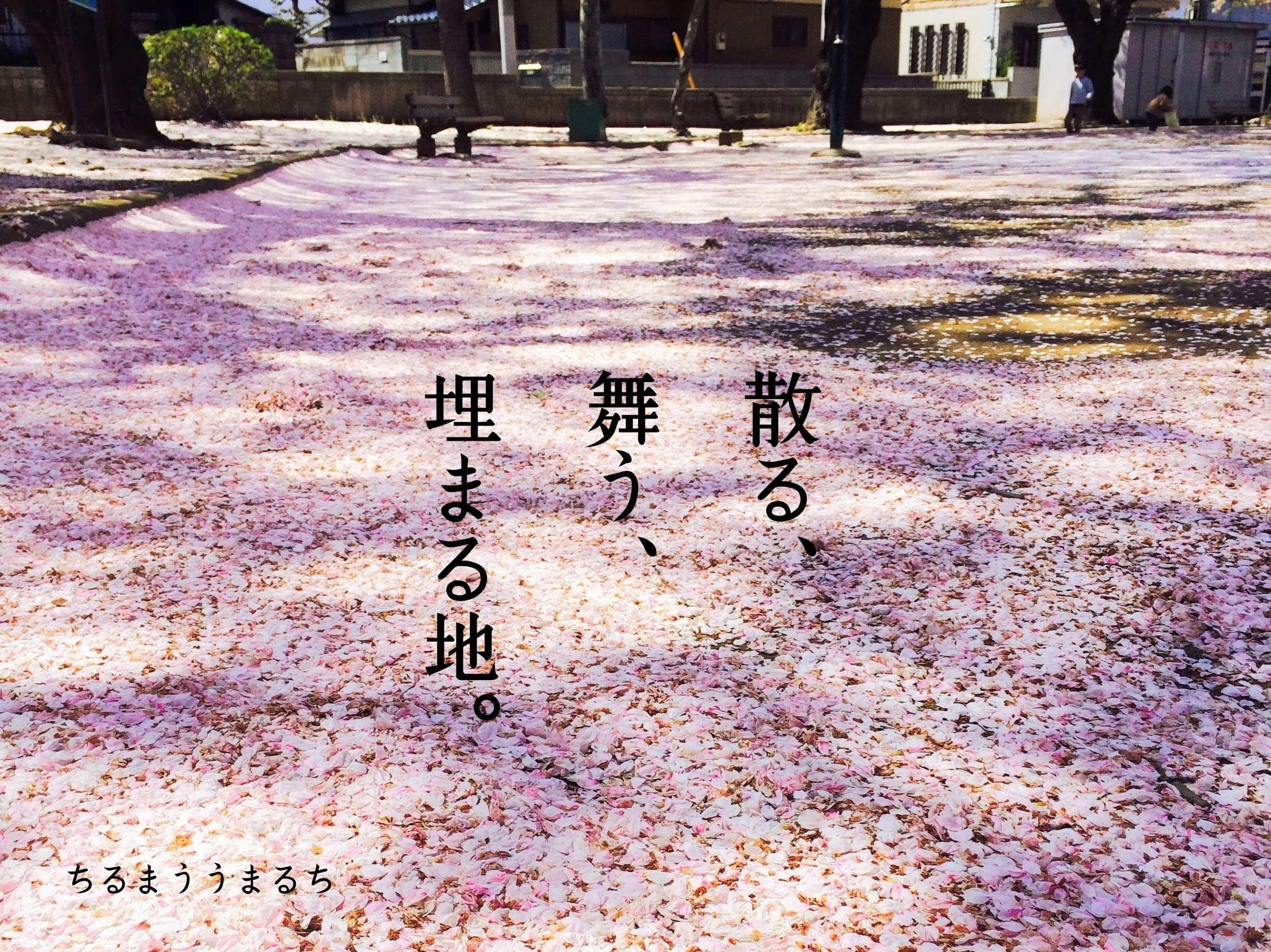 桜の回文 『さくら、ひらくさ。』｜コジヤジコ