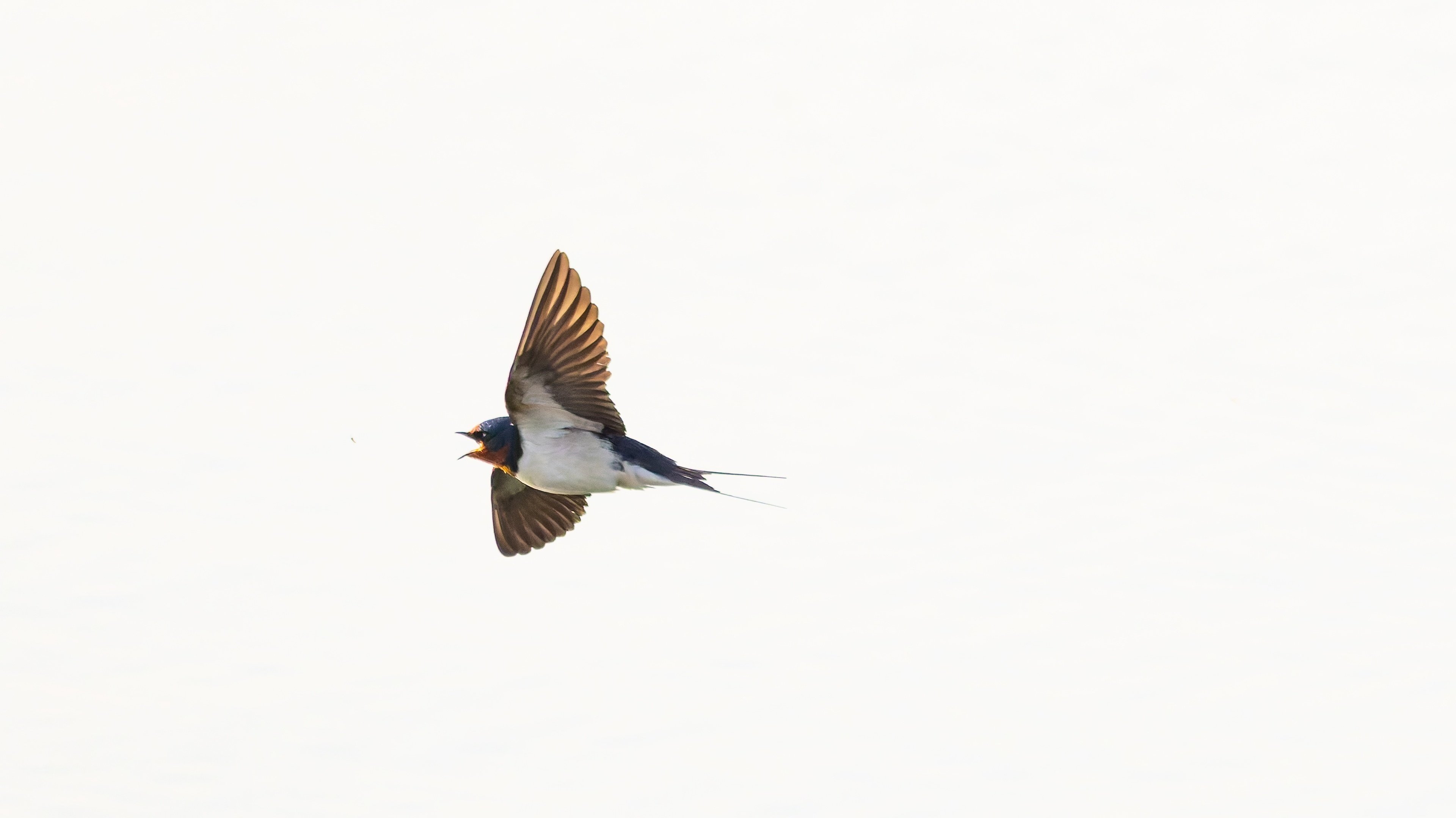 ツバメ koutarou___okamoto | カッコいいツバメ #α1 #SEL600F40GM #野鳥
