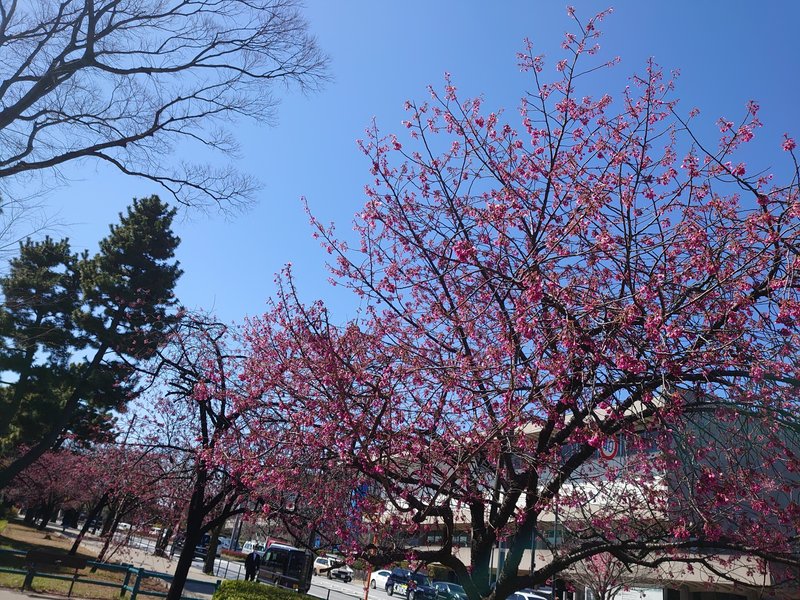 竹橋付近の寒緋桜の写真