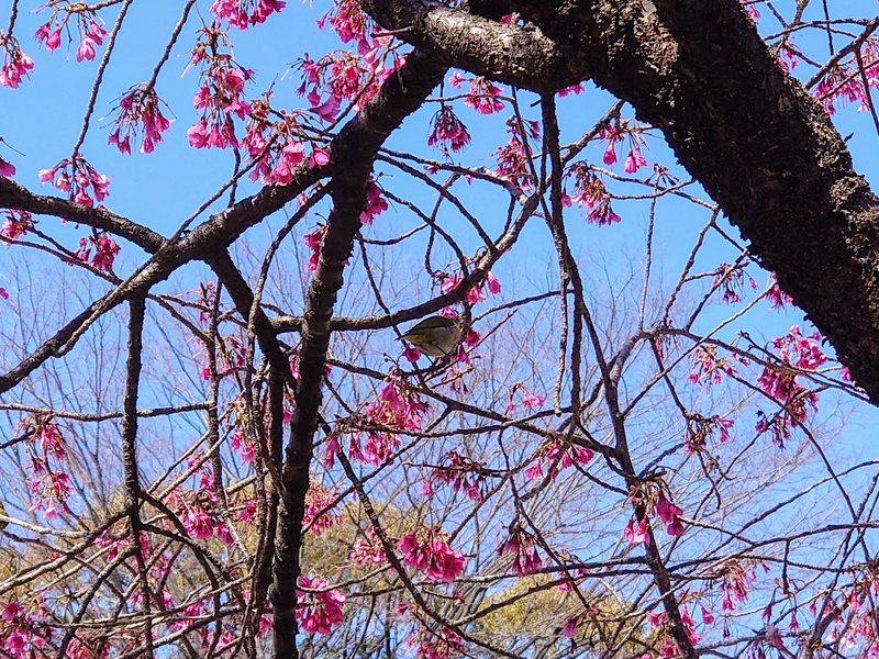 寒緋桜を啄む鳥の写真