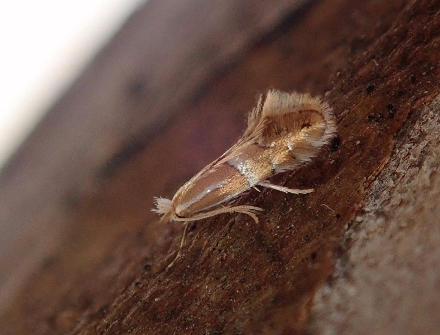 小蛾類の展翅法｜hydraenids