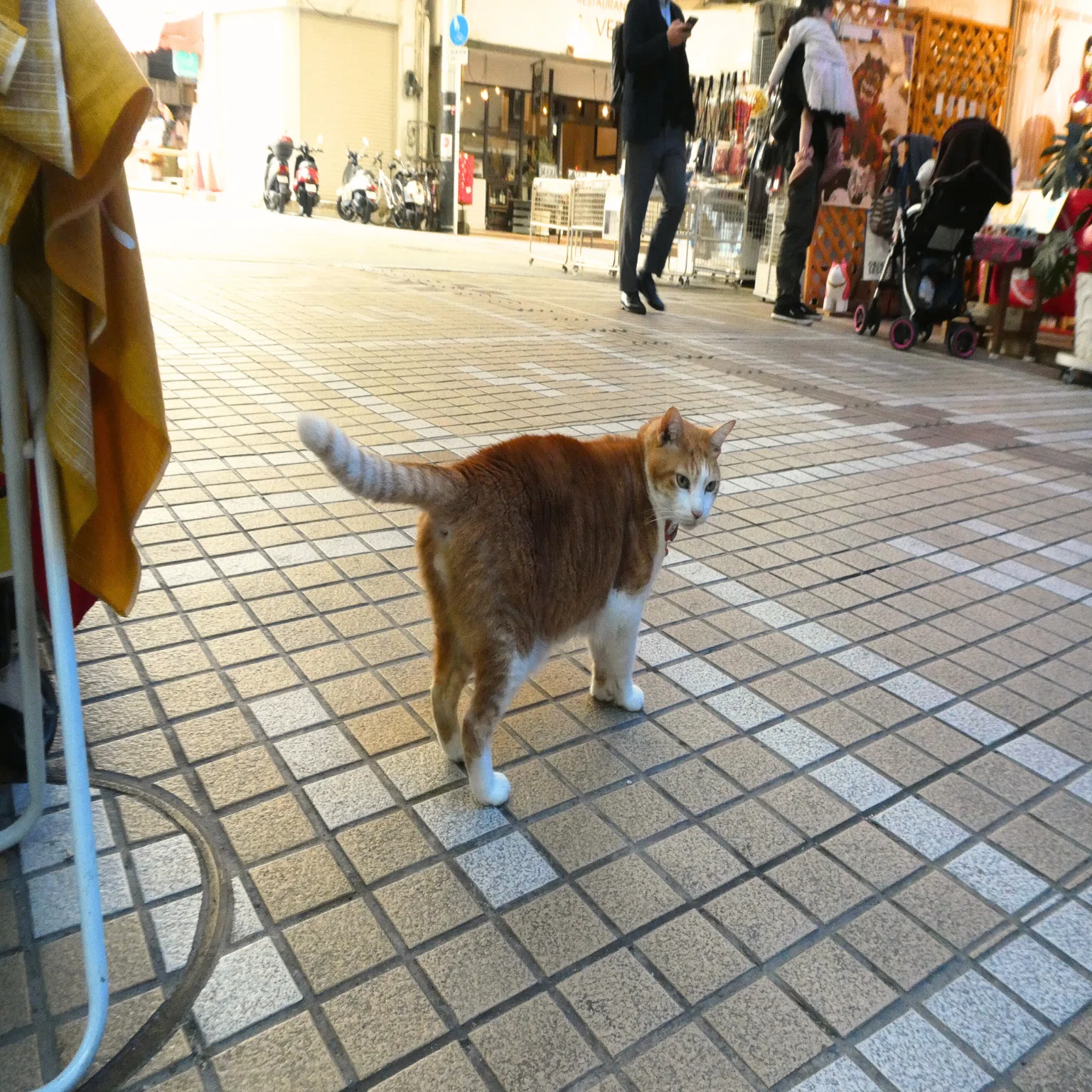 「ねこ」 バンダイ ねこ 組立体験会ver. (LINKL PLANET カラー) レビュー