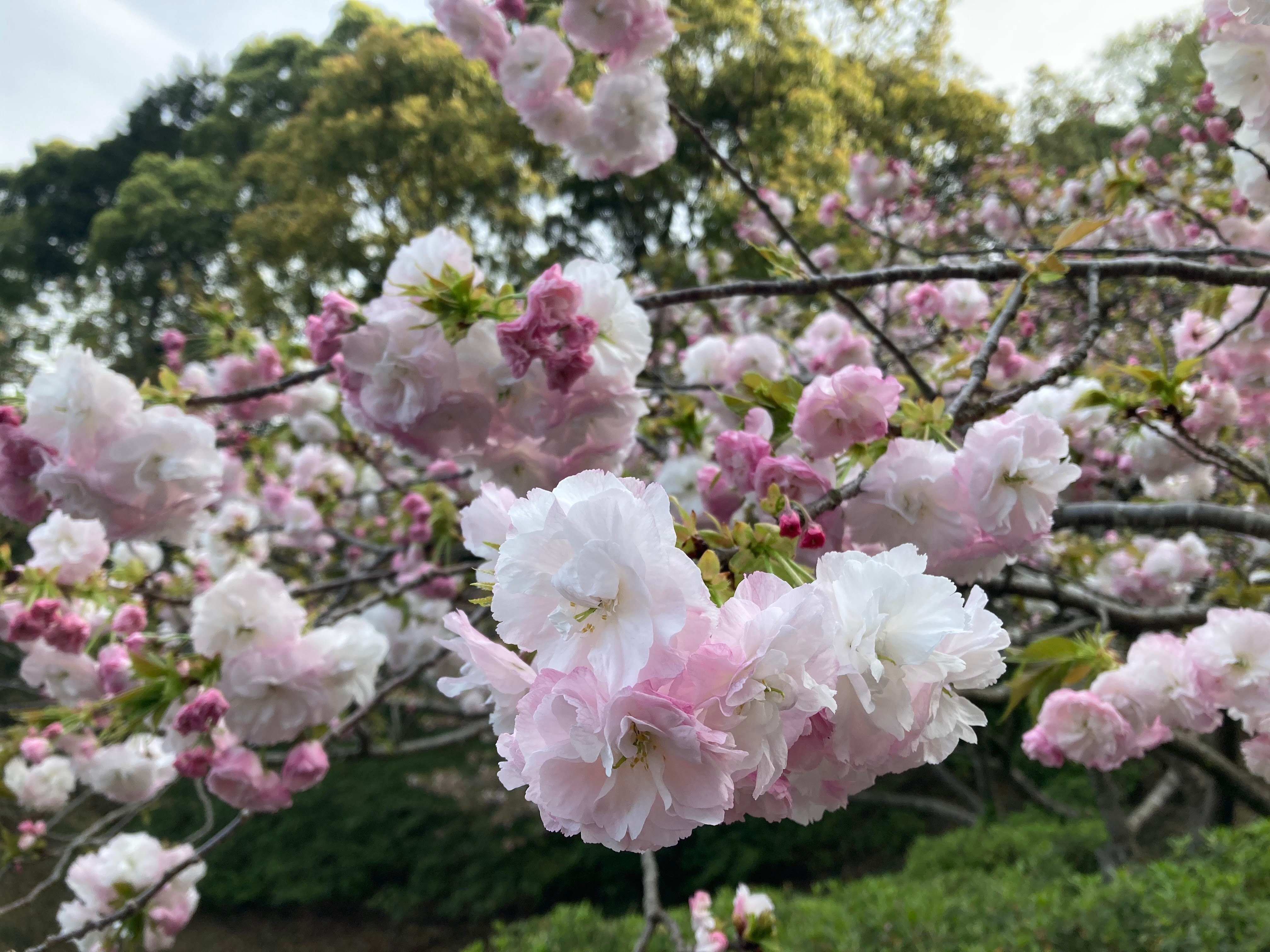 今見ている桜は、なにザクラ？？｜あぶらやま植物ブログ④｜ABURAYAMA