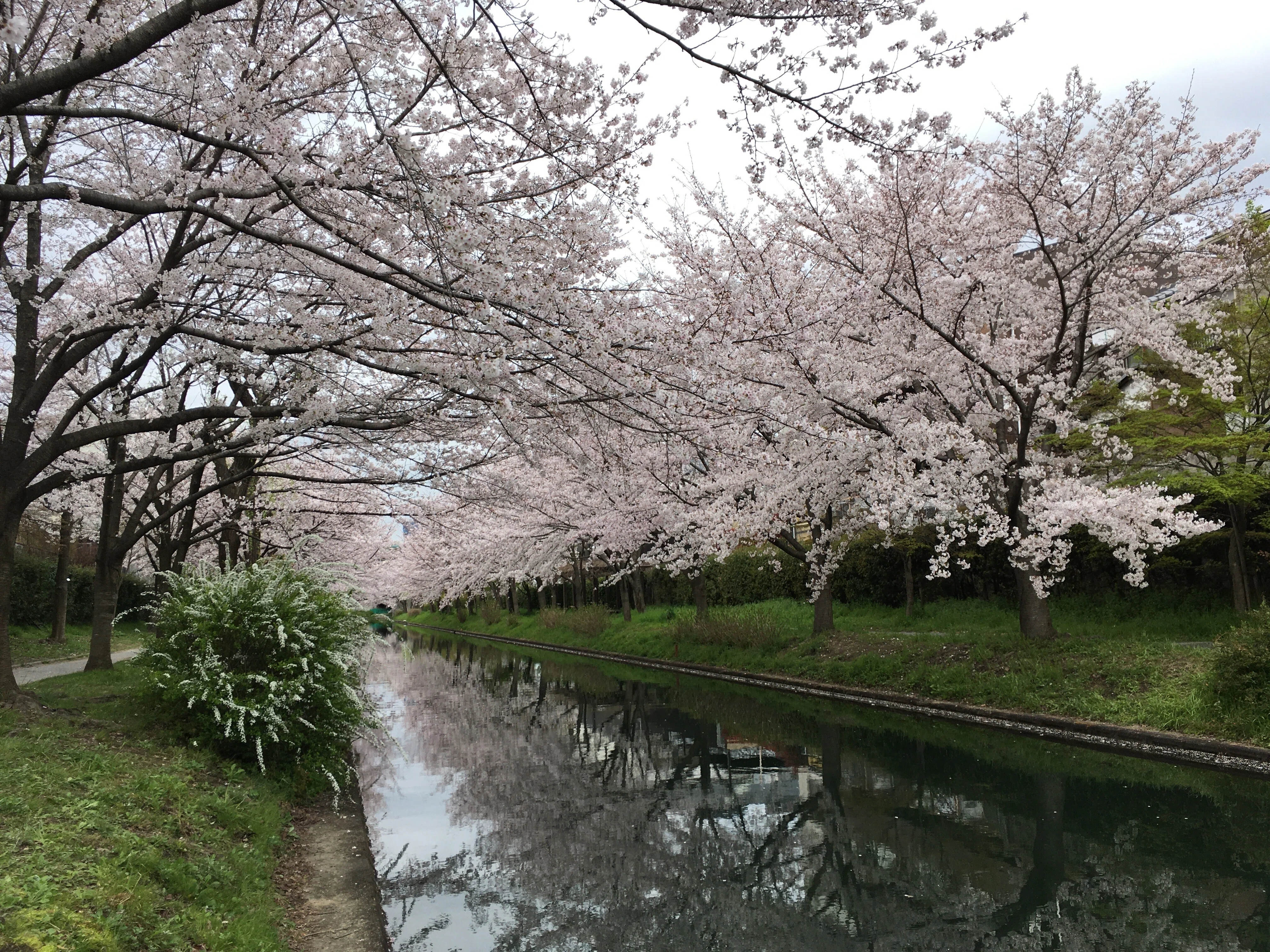 397 花見シーズン直前！～わたしが訪ねた桜の名所選｜揺蕩う旅人・なお